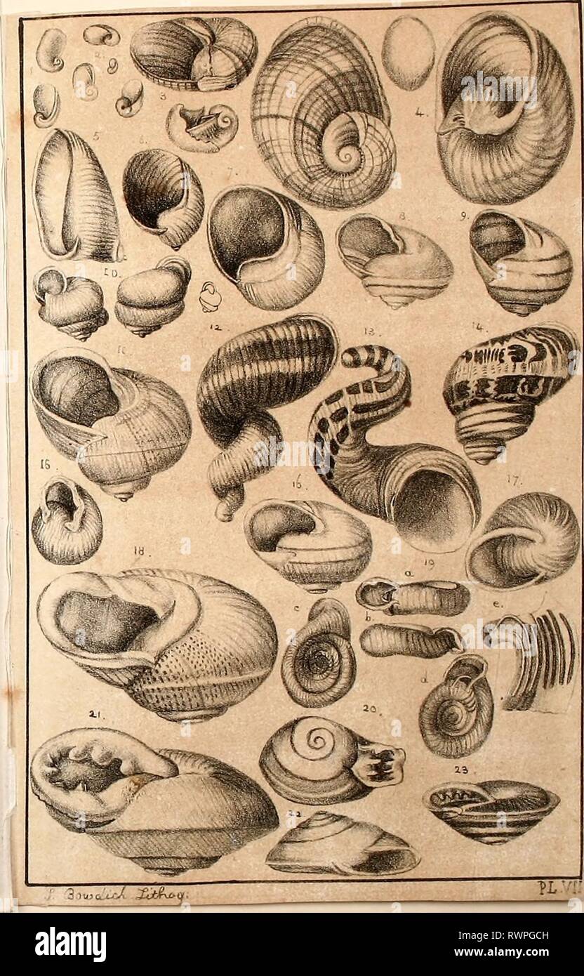 Elements of conchology  including Elements of conchology : including the fossil genera and the animals elementsofconcho00bowd Year: 1822  PLATE VII. ). Hclica-limax elongate, Feruss. 2. Helix brevipes, Drap. 3 4. Comu giganleum, Chemn. in the young and in the adult stale ; one of the smaller figures represents the egg entire, and the other the animal in its shell coming out of the egg : 1-2 the natural size. 5. Bulimus palulus, Brug. (Amphibulima cucullata, Lam.) g. . . in the young stale. 7. Helix natico'ides, Drap. 8. . . Lisleri, Feruss. 9. . . Ugata, Muller. dO. . . deformis, Feruss. Helix Stock Photo