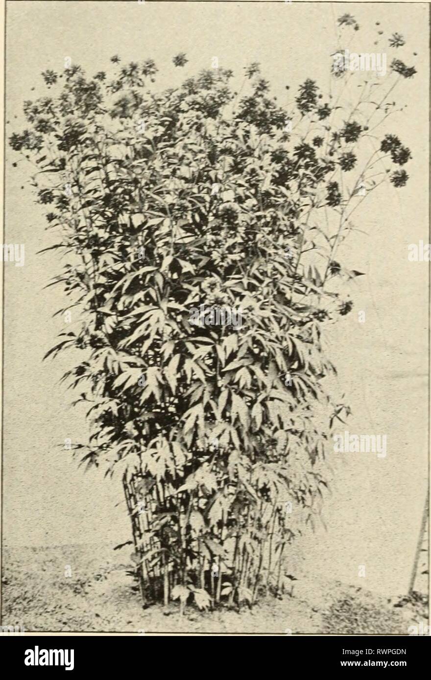 Ellwanger & Barry  Mount Ellwanger & Barry : Mount Hope nurseries ellwangerbarrymo1899moun Year: 1899  GEXERAL CATALOGUE. 115 PYRETHRUM. A most valuable class of hardy plants. Flowers of good size and form, double like an aster: for bouquets or cut flowers. The plants make showy specimens in the garden. May or June. FIXE NAMED VARIETIES. ;o Cents Each. ery useful RANUNCULUS. Buttercup. These are among the best of early spring flowers, being very effective. R. amplexicaulis. Flowers snowy white; 6 to 9 inches. April and May. 25c. R. aconitifolius luteo pleno. Double orange yellow Crowfoot; 2 fe Stock Photo