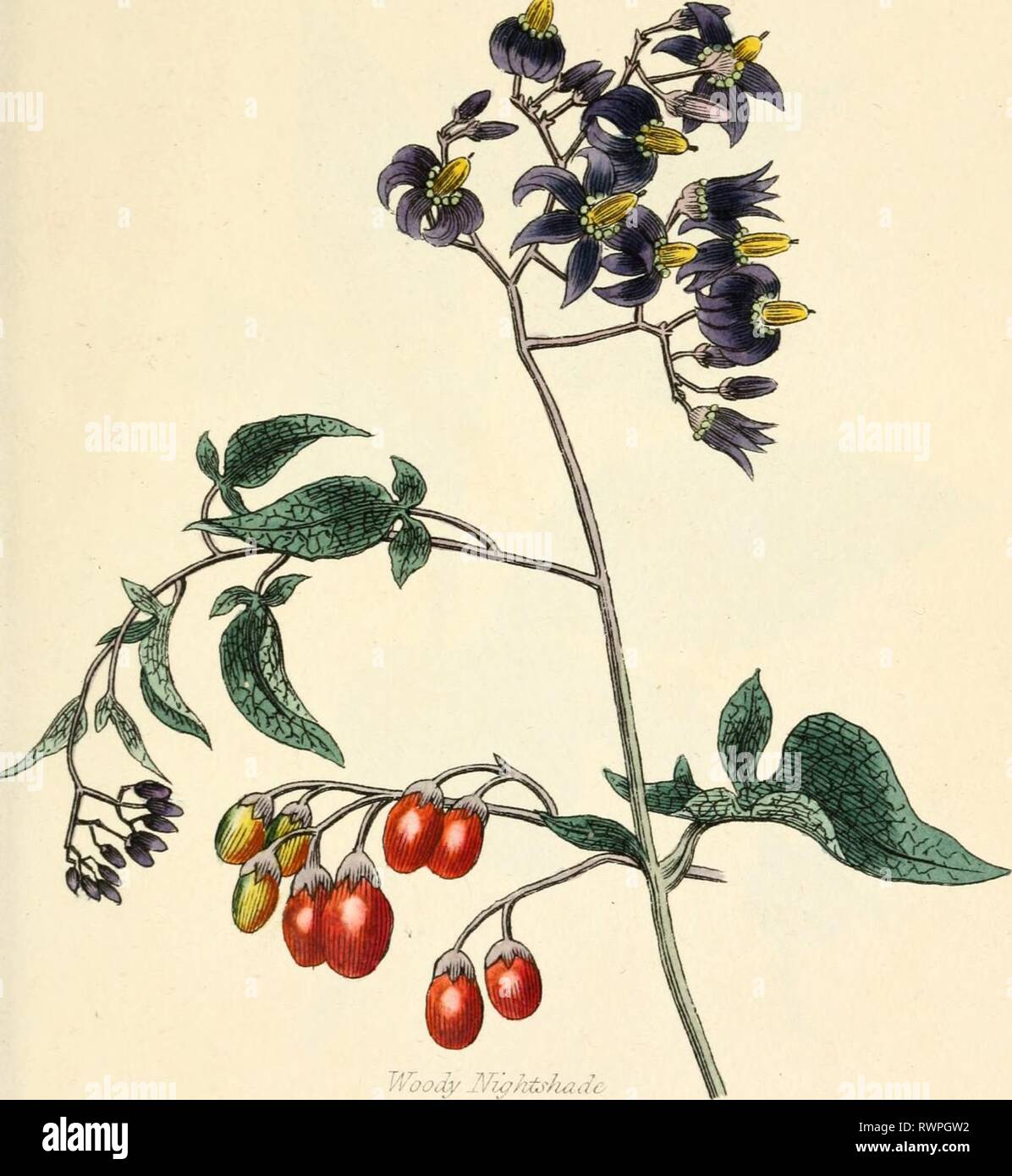 Botany Examples Elements of the science of Elements of the science of botany, as ...