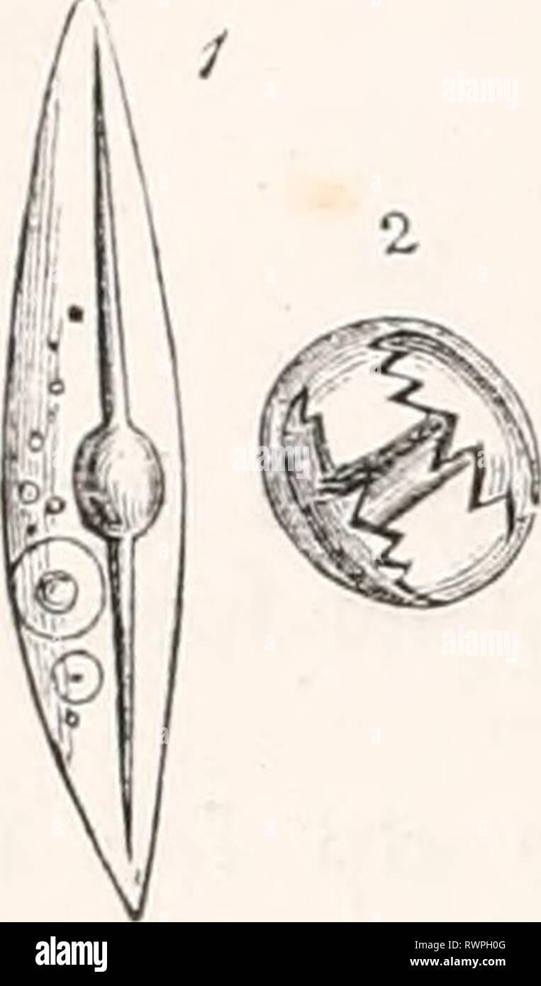 Elements of comparative anatomy (1878) Elements of comparative anatomy elementsofcompar00gege Year: 1878  106 COMPARATIVE ANATOMY.    Fig. 37. 1 Cell with .1 siliceous spicule of Spougilla. 2 Ves- icle with an amphi- disc of Spougilla (after N. Lieber- kiihn). (Fig. 37, 2). The siliceous spicules are ofteu greatly elongated, and form excessively delicate skeletons (Euplectella), or they form bulky structures which project as tufts of fila- ments far beyond the body (Hyalonema). Lastly, in the Fibrospongia?, the skeleton of the body is formed by fibres united into a network, which consist of a  Stock Photo