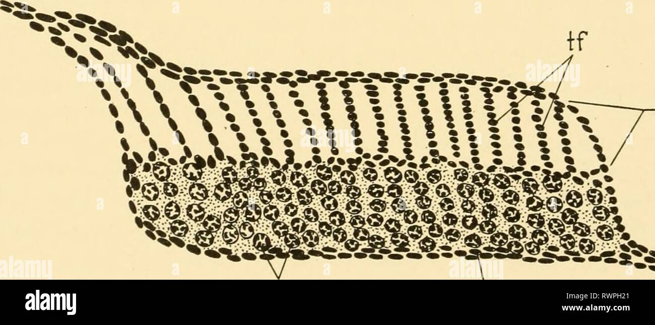 Embryology of insects and myriapods Stock Photo - Alamy