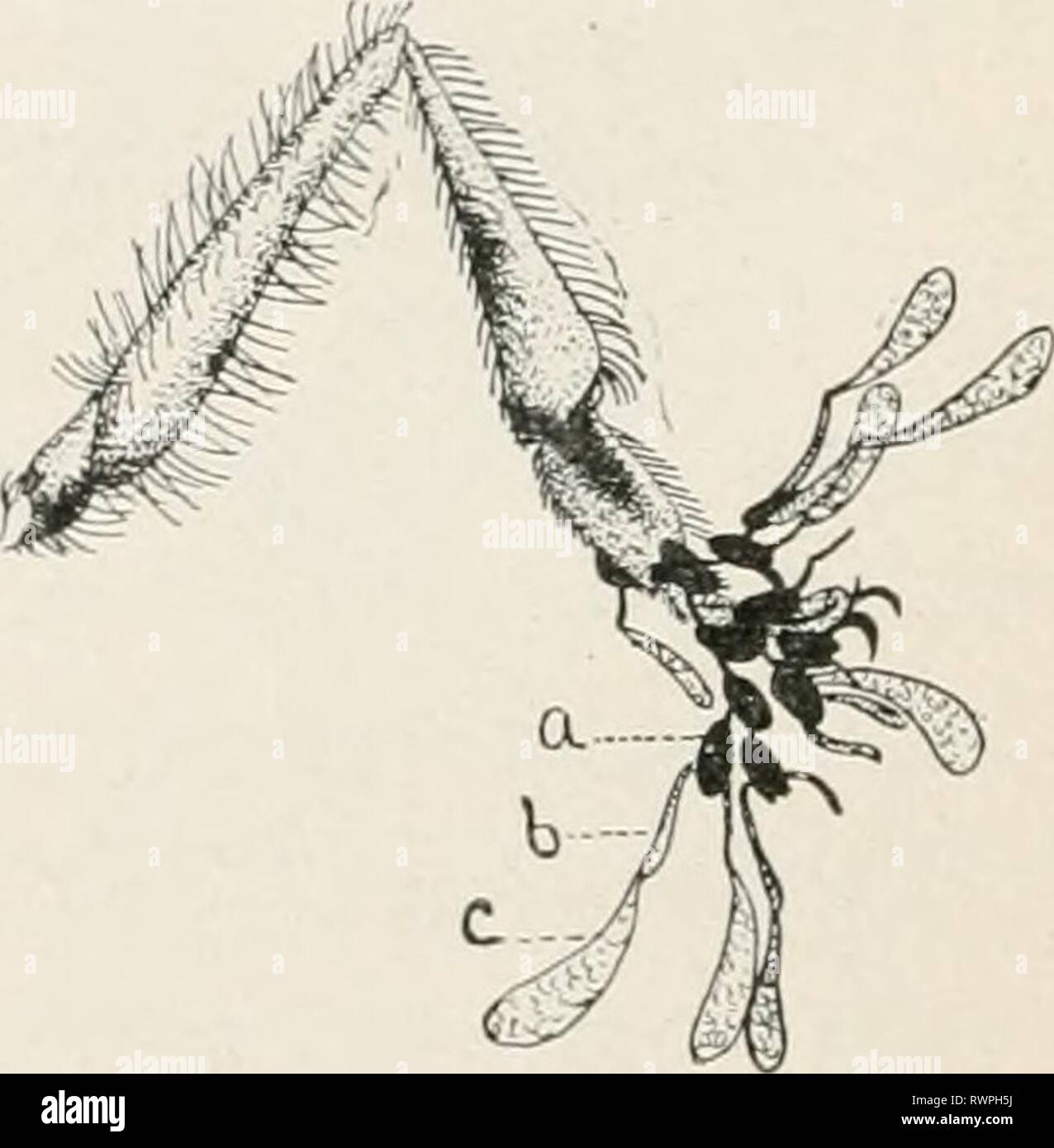 Elementary studies in insect life Elementary studies in insect life elementarystudie00hunt Year: 1902  FIG. 96. Pollen-masses attached to leg of bee. a, central body (cor- FIG. 95. Leg of insect pusculum); 6, band (or retinaculum) with small chain of corpus- joining pollen-mass to central body; cula. Photographed from c, pollen-mass (pollinium). Drawn nature by W. C. Stevens. from nature. retinaculum. This serves to catch other corpuscula rest- ing in their natural positions, so that we can frequently find insects that have continued their visits, bearing a whole chain of these corpuscula atta Stock Photo