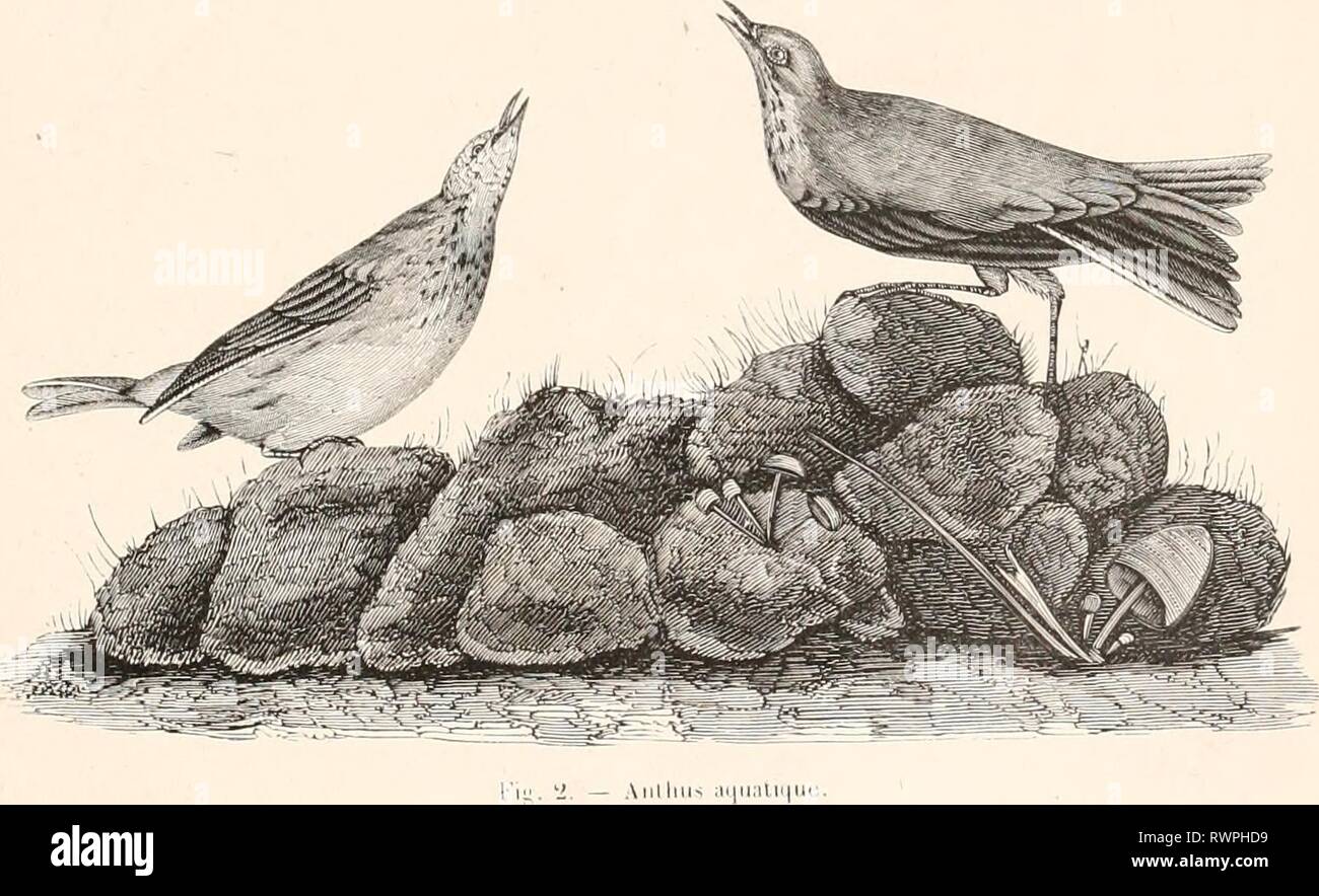 Encyclopédie d'histoire naturelle; ou, Traité Encyclopédie d'histoire naturelle; ou, Traité complet de cette science d'après les travaux des naturalistes les plus éminents de tous les pays et de toutes les époques: Buffon, Daubenton, Lacépède, G. Cuvier, F. Cuvier, Geoffroy Saint-Hilaire, Latreille, De Jussieu, Brongniart, etc. etc encyclopdiedhi03chen Year: [1850?-1861?]  I''ii;. 1. — Gros-licc-sorgc-iuusix;. %%%%%%%%%%%%%%%%    l'I l'.l Stock Photo