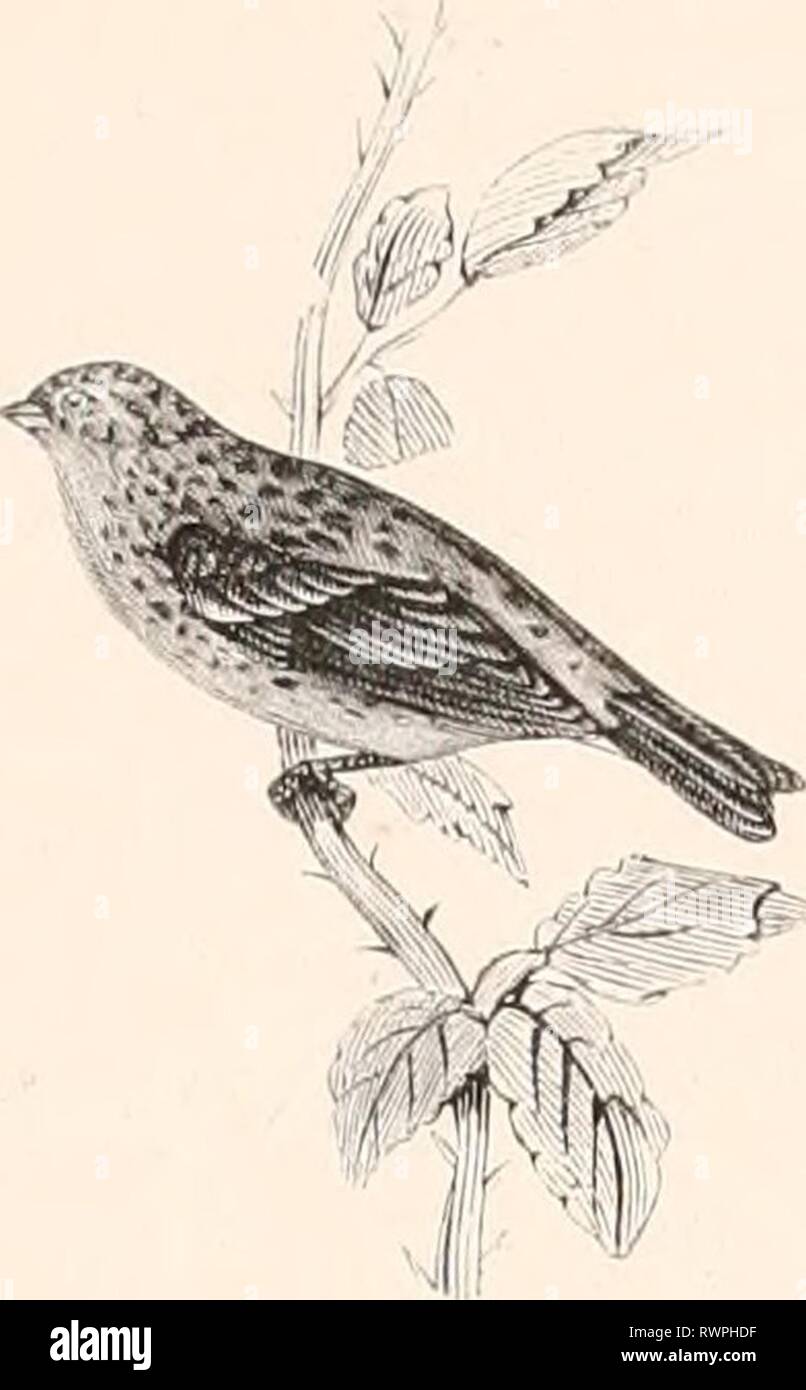 Encyclopédie d'histoire naturelle; ou, Traité Encyclopédie d'histoire naturelle; ou, Traité complet de cette science d'après les travaux des naturalistes les plus éminents de tous les pays et de toutes les époques: Buffon, Daubenton, Lacépède, G. Cuvier, F. Cuvier, Geoffroy Saint-Hilaire, Latreille, De Jussieu, Brongniart, etc. etc encyclopdiedhi03chen Year: [1850?-1861?]  I''ii;. 1. — Gros-licc-sorgc-iuusix;. %%%%%%%%%%%%%%%% Stock Photo