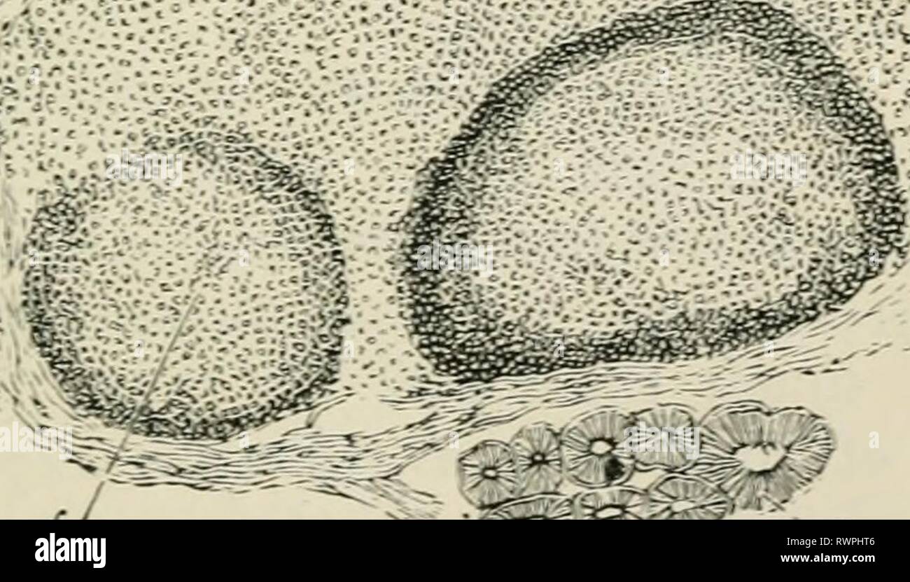 Dog mucous membrane hi-res stock photography and images - Alamy