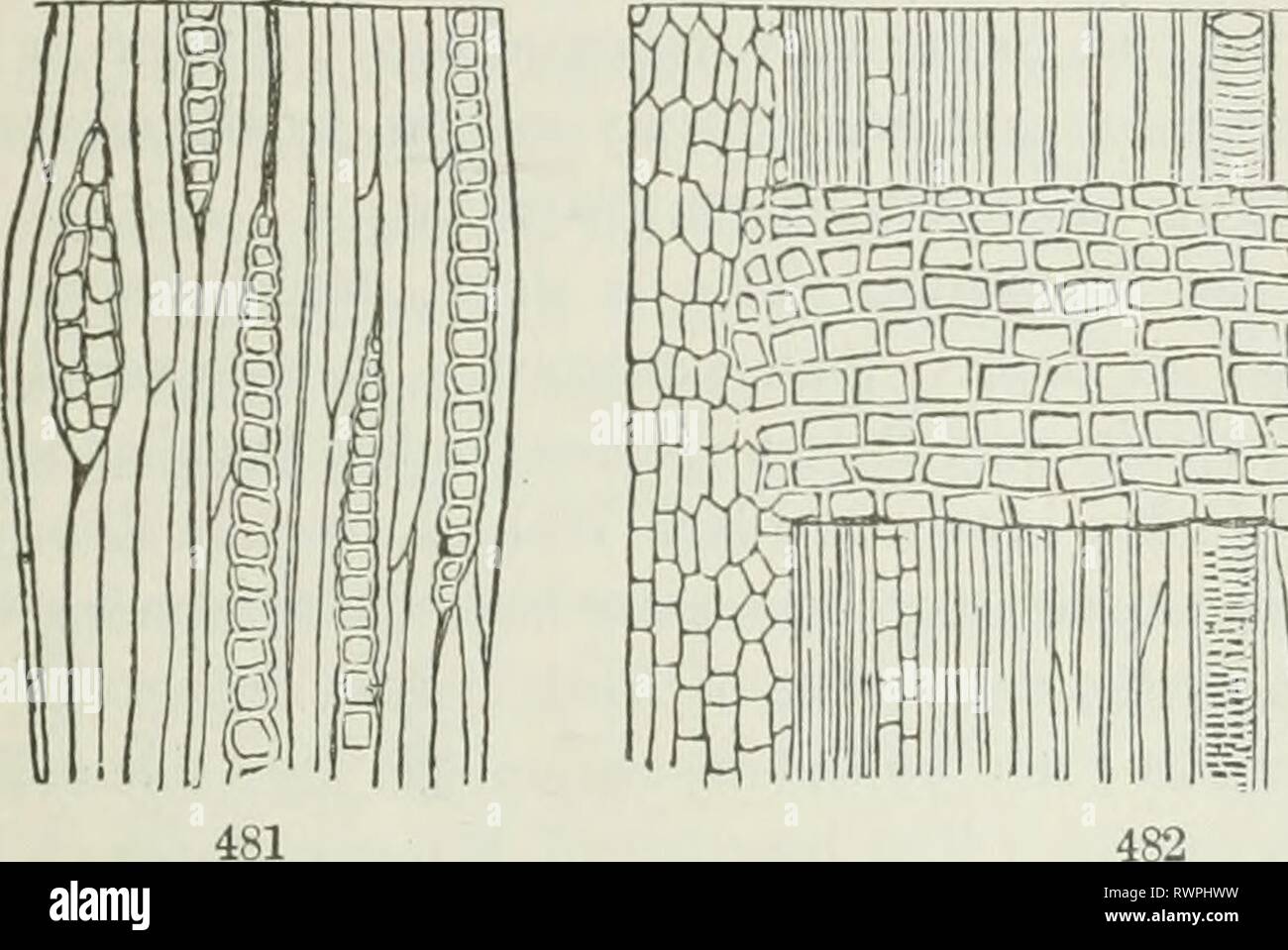 The elements of botany for The elements of botany for beginners and for schools elementsbotany00gray Year: 1887  SECTION If).] ANATOMY OF STEMS. 141 2. The Guicen Bark or Middle Bark. This cousists of cellalar tissue only, and contains the same green matter {chlorophyll, 417) as the leaves. In woody stems, before the season's growth is completed, it becomes cov- ered by 3. The Corky Layer or Outer Bark, tlie cells of which contain no chlorophyll, and are of the nature of cork. Common cork is the thick corky layer of the bark of the Cork-Oak of Spain. It is this which gives to the stems or twig Stock Photo