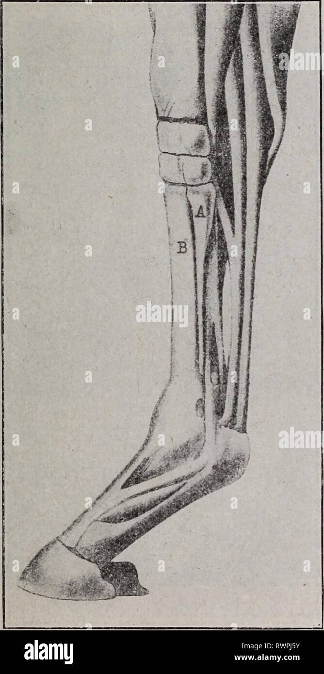 Elements of hippology  (1908) Elements of hippology .. elementsofhippo00mars Year: 1908  ELEMENTS OF HIPPOLOGY. 135 surface becomes rough and chafes the sheath of the tendon, and, as the bone is inaccessible to the surgeon, the evil done is irremedial. Navicular disease is incurable and very painful. In order to render the horse unconscious of this pain, and so prolong i t s usefulness until a complete break- down occurs, a portion of the sensory nerve sup- plying the foot is re- moved by an operation called neurotomy. 'In the early stages of navicular disease the symptoms are generally very o Stock Photo