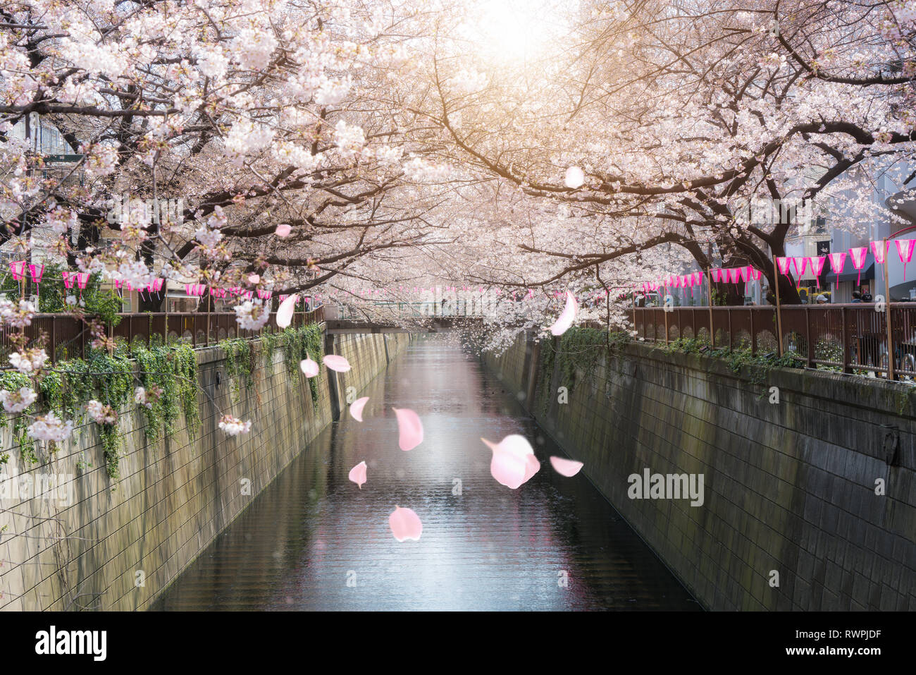Cherry blossom lined Meguro Canal in Tokyo, Japan. Springtime in April in Tokyo, Japan. Stock Photo