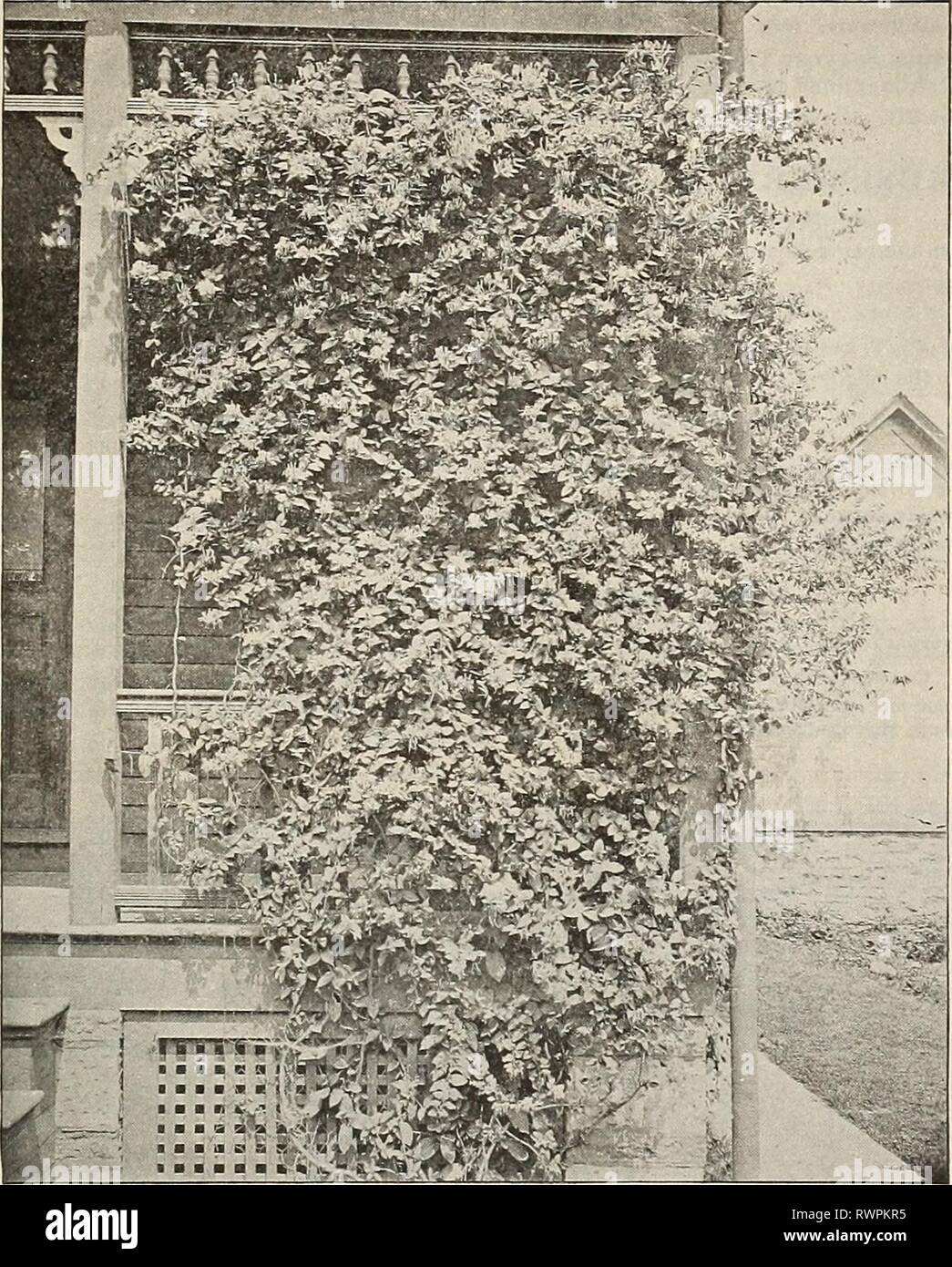 [Ellwanger & Barry's general catalogue] [Ellwanger & Barry's general catalogue] ellwangerbarrysg1896moun Year: 1896  OENEBAL CATALOGUE. 107    Hall's Honeysuckle. Clematis Henryi. (Andeison-Heniy.) Very large, fine form; free grower and bloomer ; creamy white. Sl.OO. C. Hybrida Sieboldii. Large, bright blue flowers; fine. $1.00. , C. riammula. European Sweet Clematls. Flowers small, white and very fragrant. 50c. ^ , O. Jackmanni. (Jackman.) Large, Intense violet purple ; remarkable for Us velvety richness ; free in growth and an abundant and successive bloomer. Sl.OO. , . , , „ . j , ^ la^^ C. Stock Photo