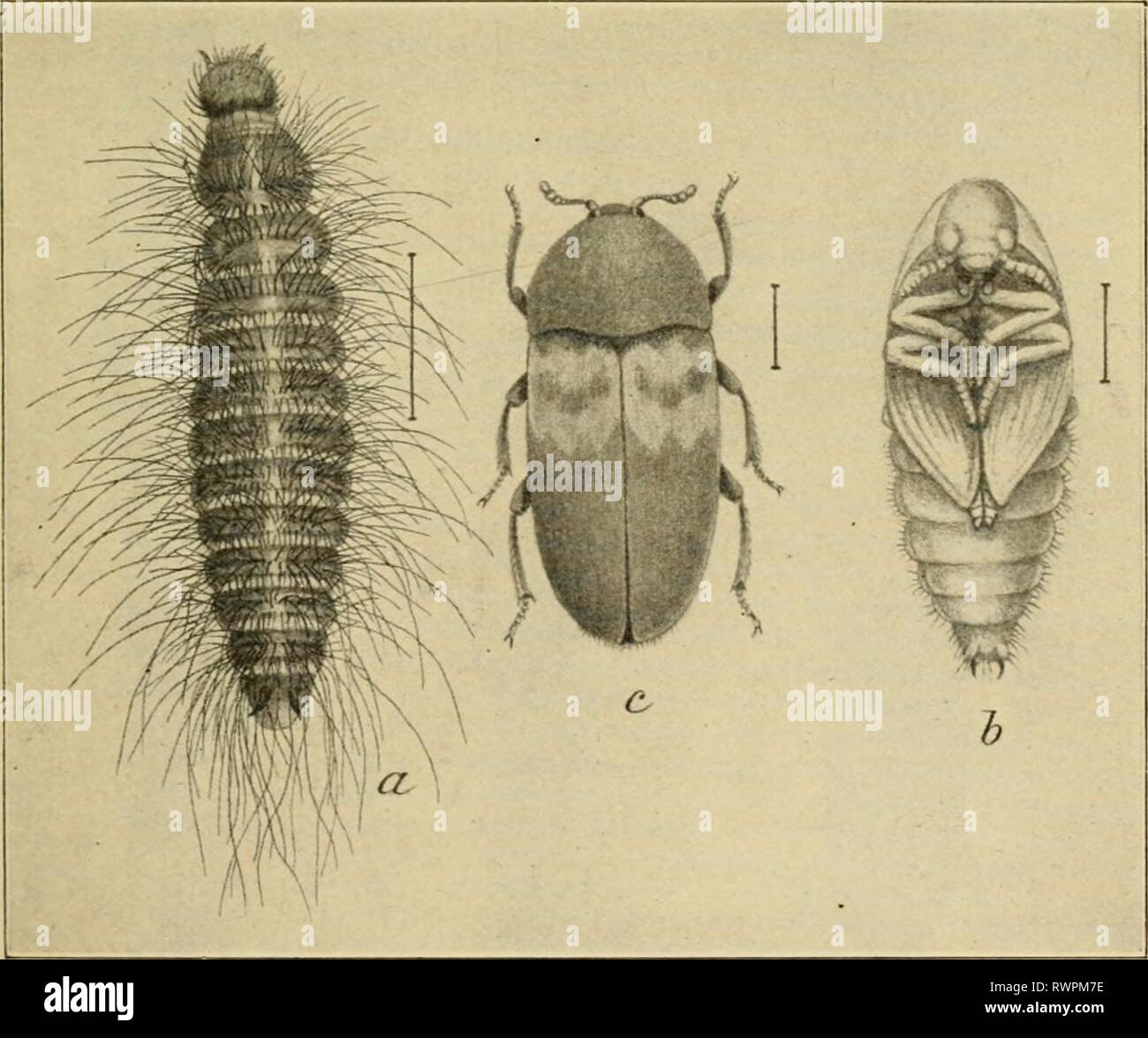 Elementary entomology (1912) Elementary entomology elementaryento00sand Year: 1912  Fig. 204. The carpet-beetle, or buffalo-moth. (Enlarged) a, larva ; /', pupa in lar-al skin ; f, pupa from below ; d, adult. (After Kiley)    Fig. 205. The larder-beetle. (Enlarged) a, lar-a ; /', pupa ; &lt;â , adult beetle, (.fter Howard, United States Department of .Agriculture) 14s Stock Photo