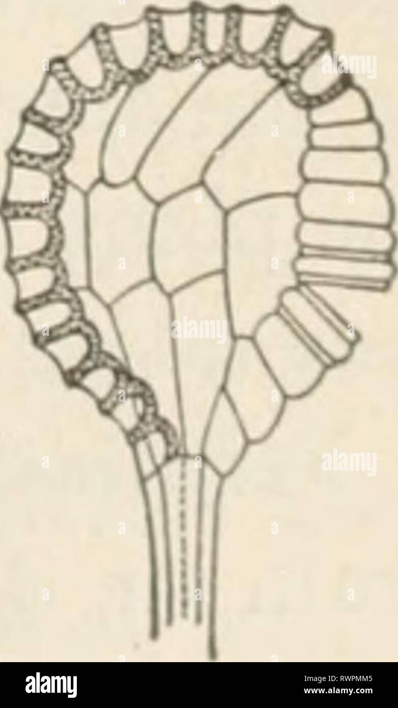 Elements of biology; a practical Elements of biology; a practical text-book correlating botany, zoology, and human physiology elementsofbiolog00hunt Year: [c1907]  Section of sorus; s, sporangia; i, indusium, or covering; b, blade of the leaf. — Wossidlo. If fresh material is obtainable, it will be possible to see how the spores get out of the sporangium. A drop of glycerine run under the cover slip of a slide holding a fresh unopened sporangium soon causes the sporangium to snap open. If the sporangium is dry and on the under surface of the fern leaf, the spores v.ill be scattered for a consi Stock Photo