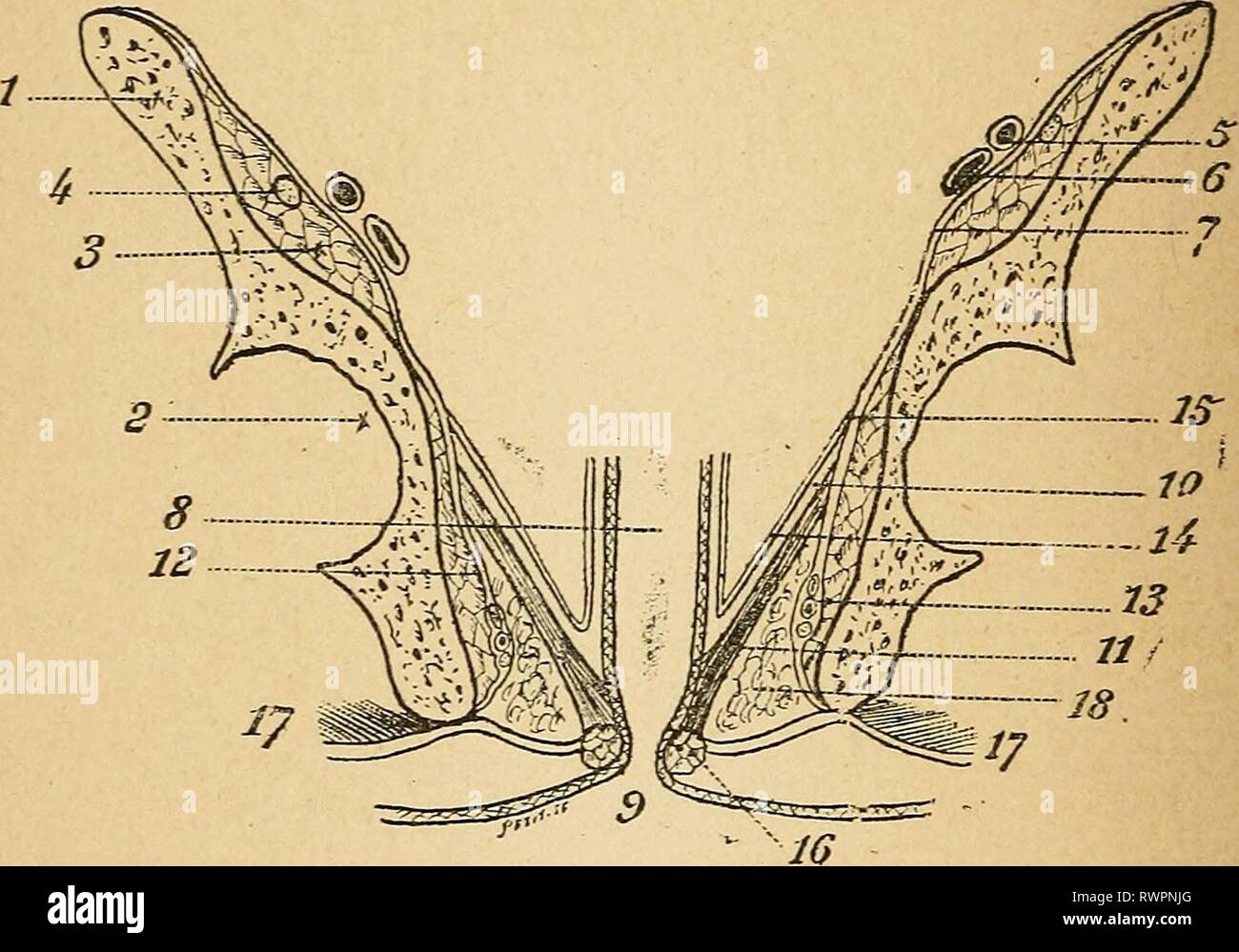 Eléments d'anatomie et de physiologie Stock Photo Alamy