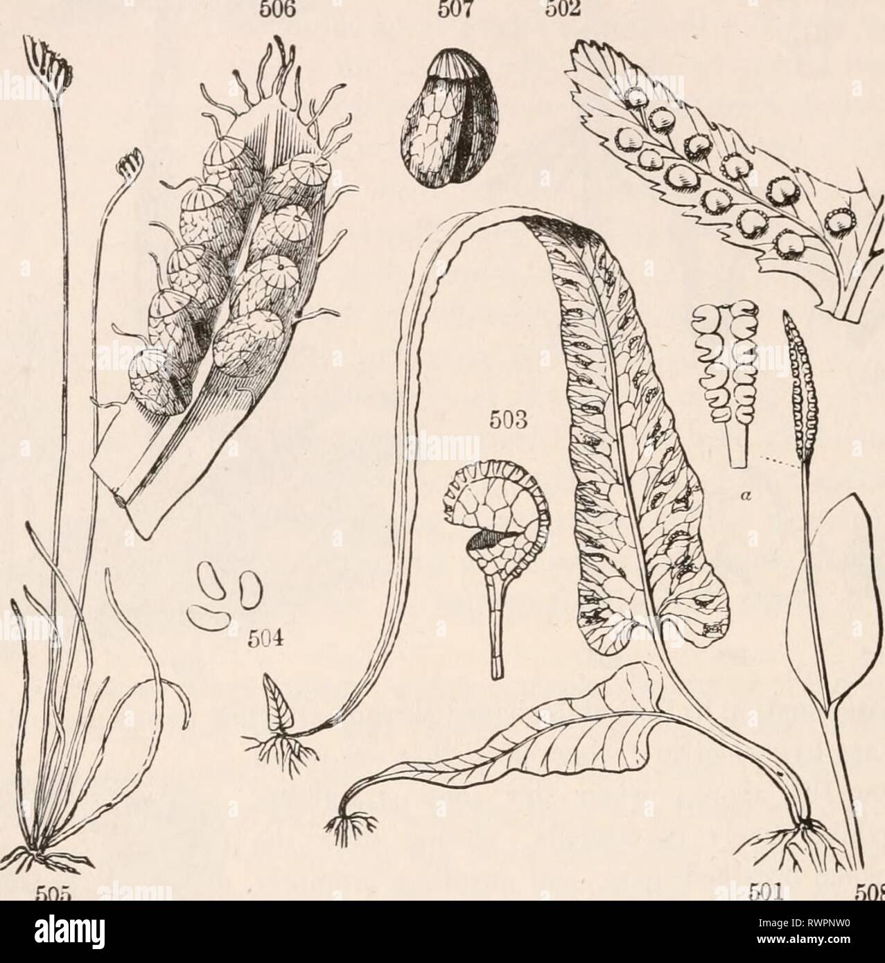 The elements of botany for The elements of botany for beginners and for ...