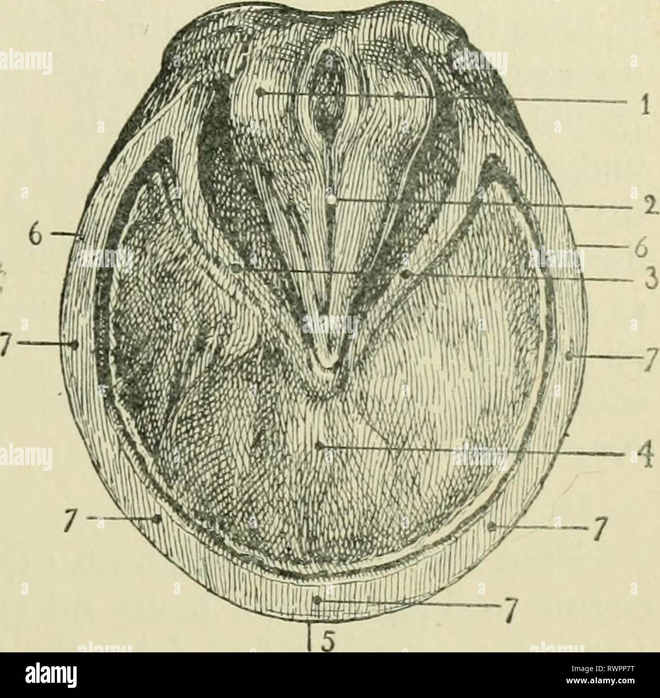 Horse foot anatomy hires stock photography and images Alamy