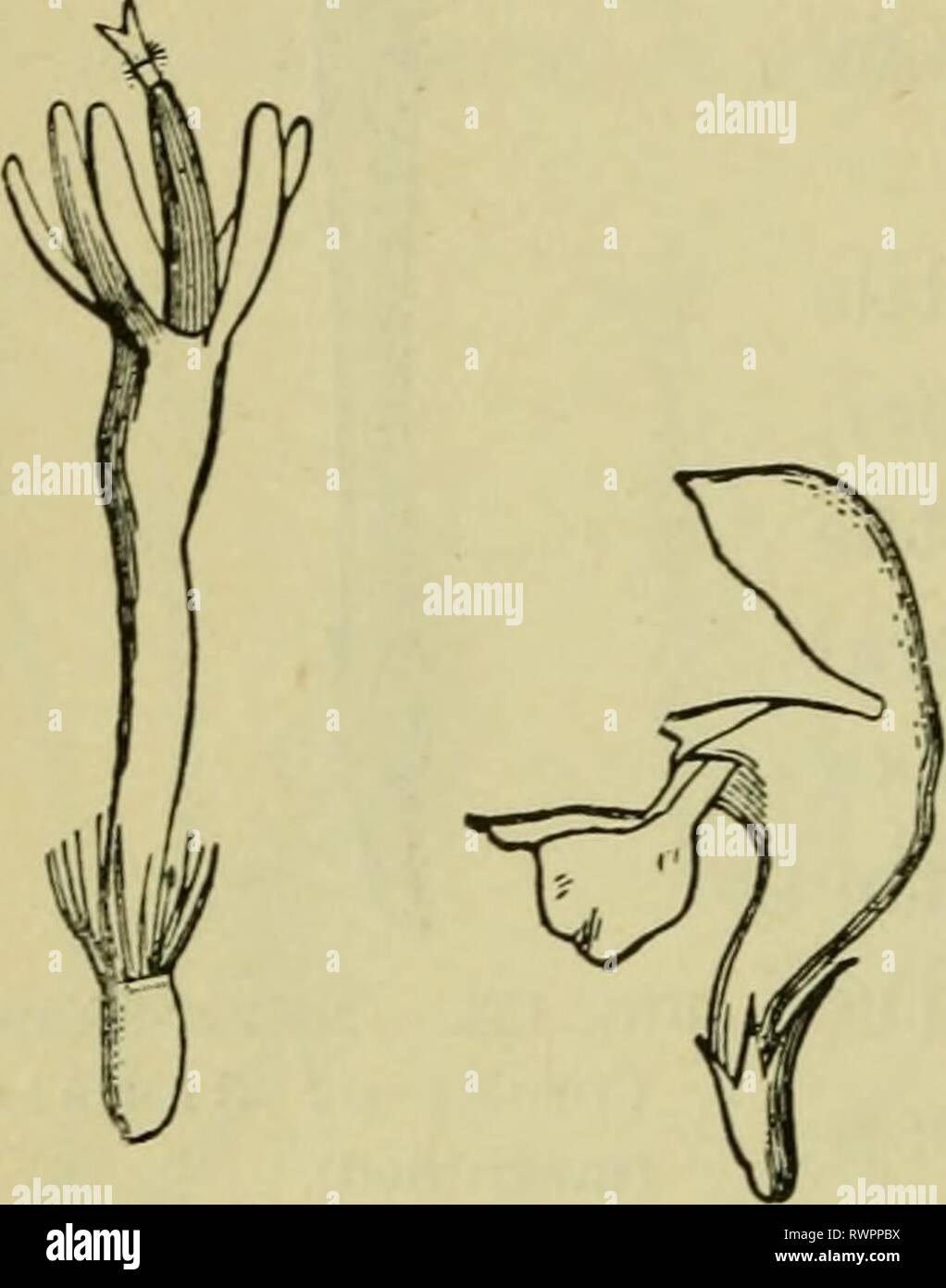 Elements of botany (1896 Stock Photo Alamy