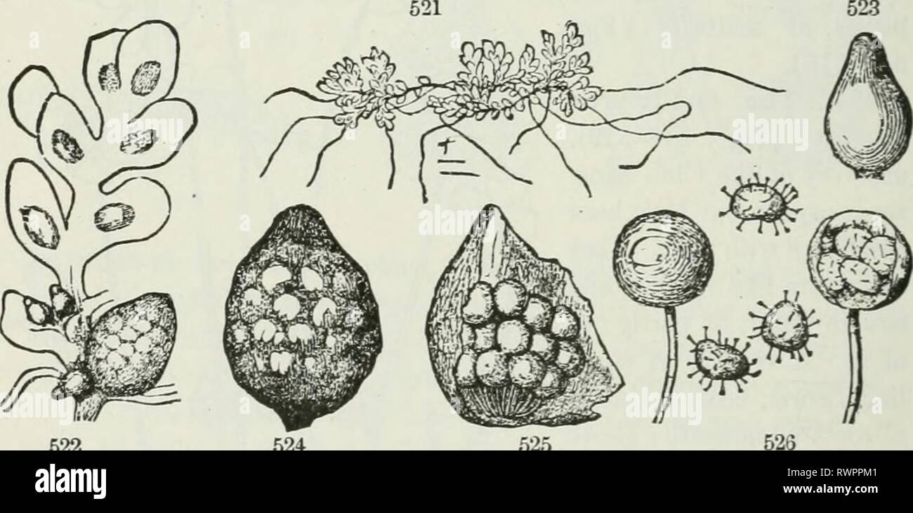The elements of botany for The elements of botany for beginners and for schools elementsbotany00gray Year: 1887  162 CRYPTOGAMOUS OR FLOWERLESS PLANTS. [SECTION 17. bear globular or pill-sliapcd fruit (Sporoca.kps) on the lower part of their leaf-stalks or on their slender creeping steins. The leaves of the commoner species of Marsilia might be taken for four-leaved Clover. (See Fig. 520.) The sporocarps arc usually raised on a short stalk. Within they aru divided lengthwise by a partition, and then crosswise by several partitions. These partitions bear numerous delicate sacs or spore-cases of Stock Photo