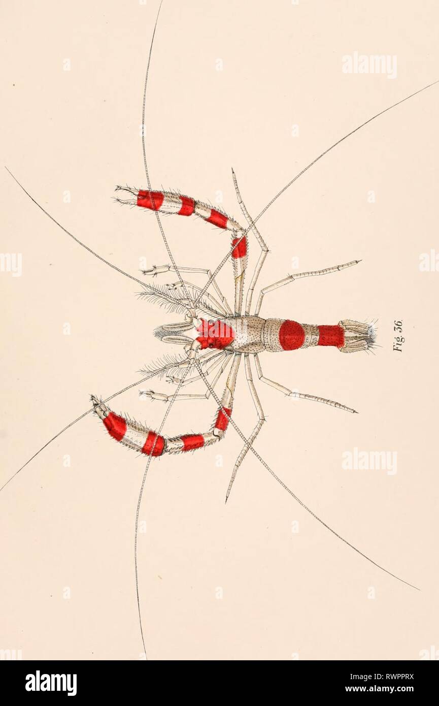 The embryology and metamorphosis of Stock Photo - Alamy