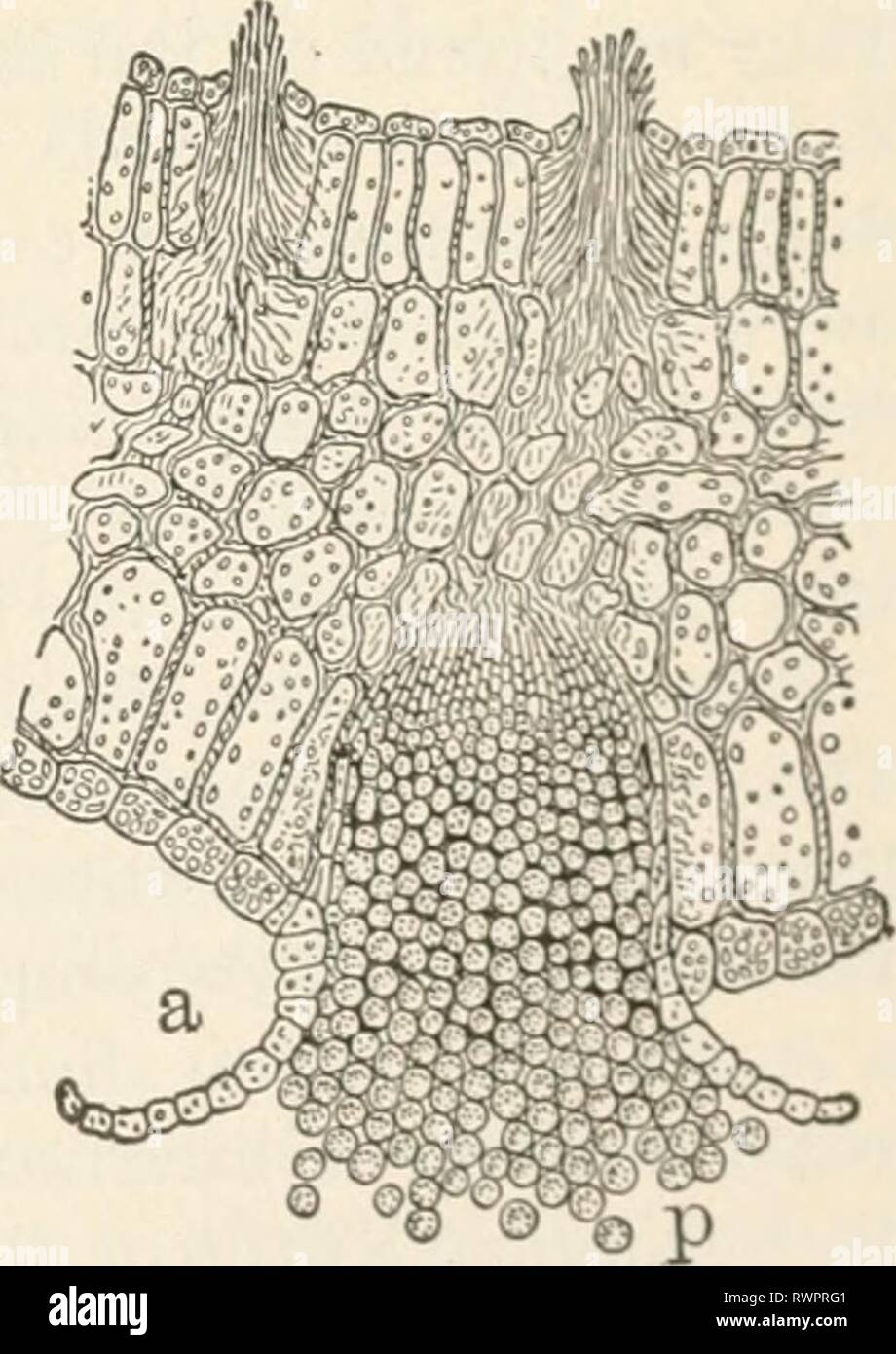 Elements of biology; a practical Elements of biology; a practical text-book correlating botany, zoology, and human physiology elementsofbiolog00hunt Year: [c1907]  Uredospores and a teleuto- spore (/) of wheat rust.— De Bary, spots are caused by collections of spores of the rust. The mycelium of the plant is within the blade of the leaf, where it takes its food supply from the living cells of the green leaf. The mycelium sends up stalks through the stomata of the leaf ; it is these that hold the sporangia, filled with myriads of yellow-brown spores. The spores produced in the summer time are t Stock Photo
