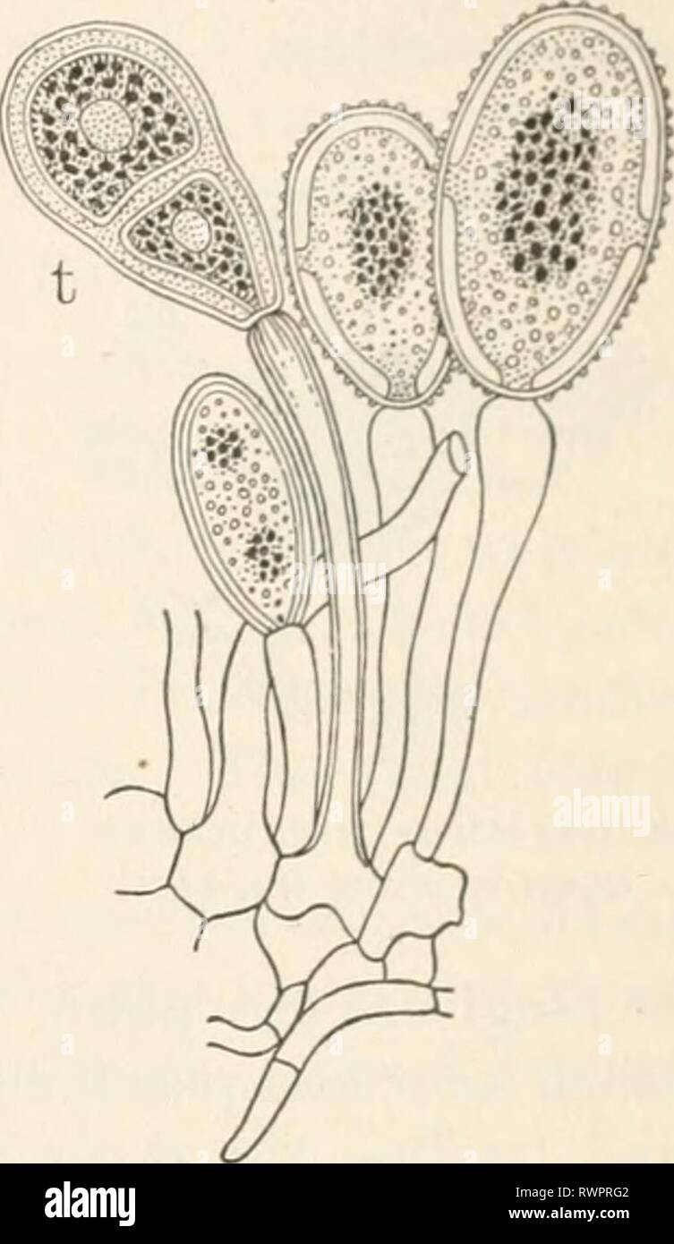 Elements of biology; a practical Elements of biology; a practical text-book correlating botany, zoology, and human physiology elementsofbiolog00hunt Year: [c1907]  Uredospores and a teleuto- spore (/) of wheat rust.— De Bary, spots are caused by collections of spores of the rust. The mycelium of the plant is within the blade of the leaf, where it takes its food supply from the living cells of the green leaf. The mycelium sends up stalks through the stomata of the leaf ; it is these that hold the sporangia, filled with myriads of yellow-brown spores. The spores produced in the summer time are t Stock Photo