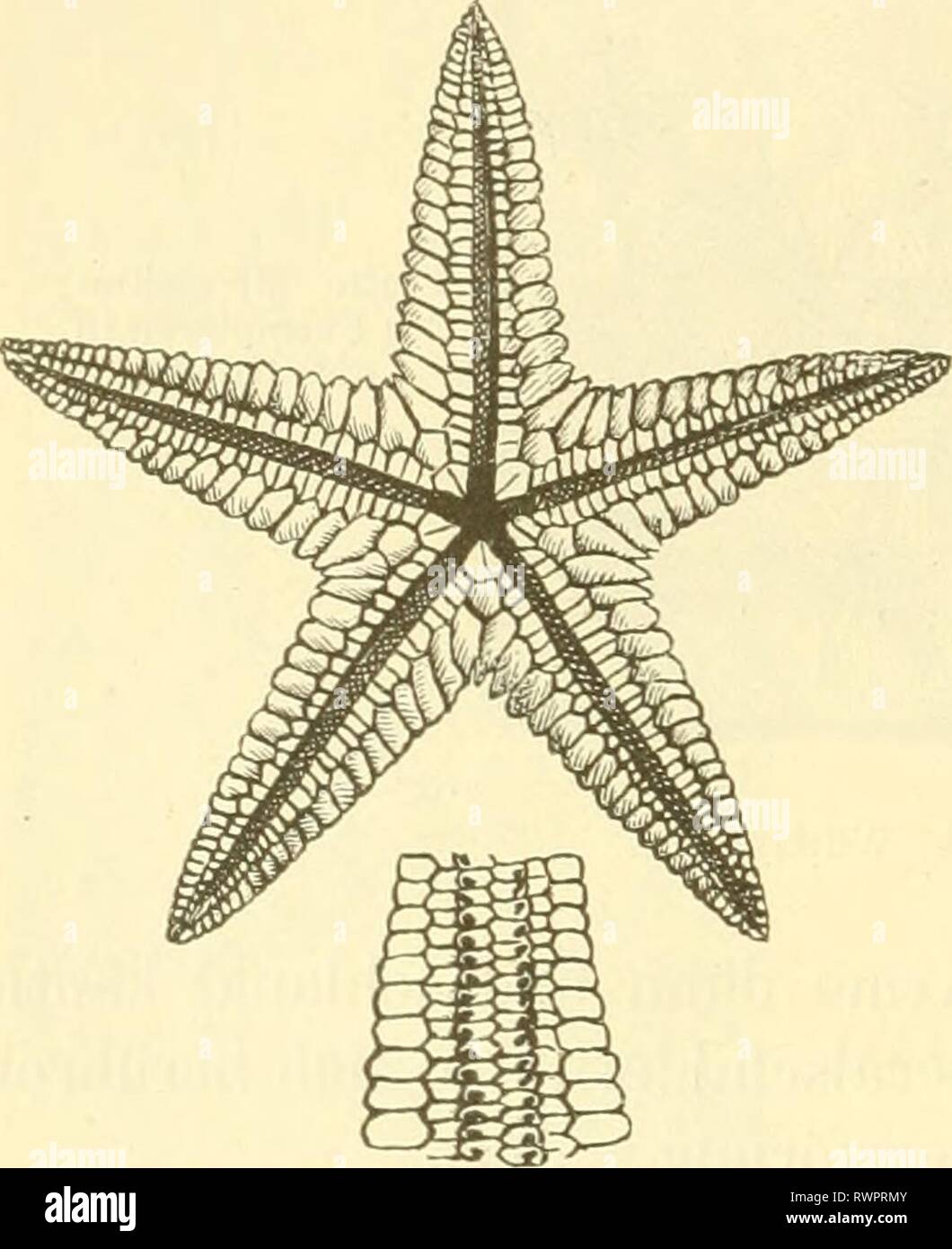 Elemente der palaeontologie (Palaeozoologie) (1884) Elemente der