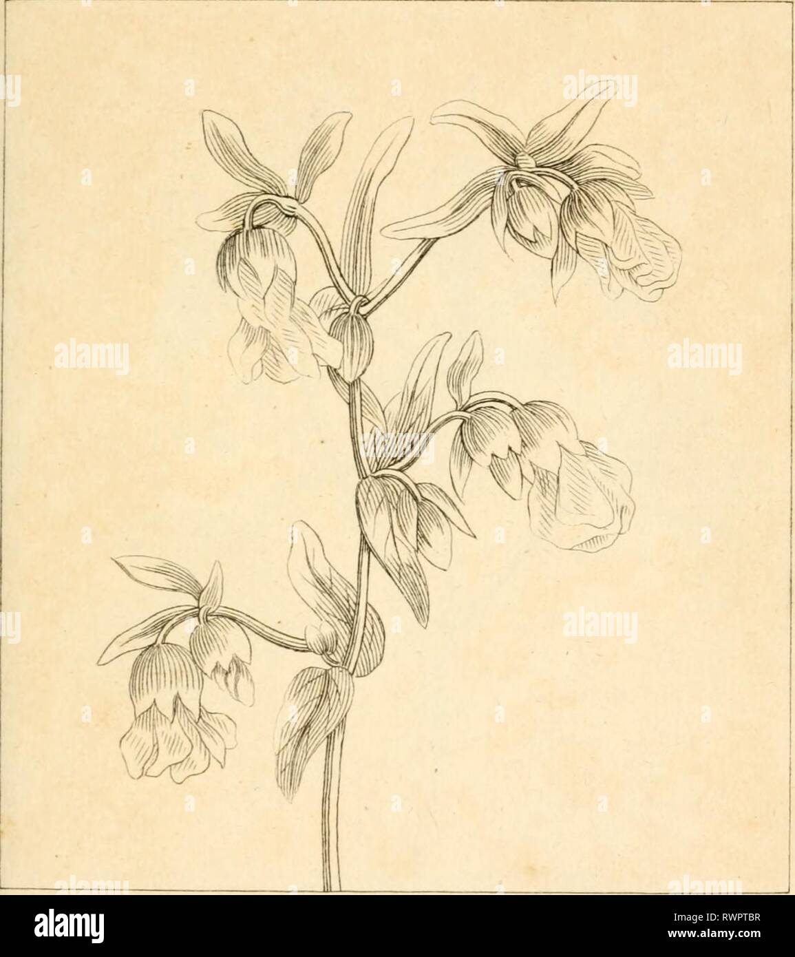 Elements of the science of Elements of the science of botany, as established by Linnaeus; with examples to illustrate the classes and orders of his system elementsofscienc12dupp Year: 1809  i; :iass ORDER 2 V] HERMANNIA    HEMMAMOA AILTJELIEIFOJLIA Stock Photo