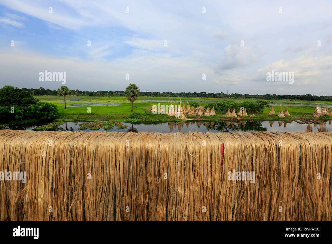 Jute processing hi-res stock photography and images - Alamy