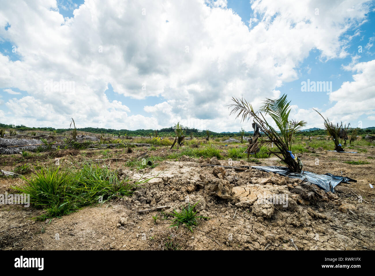 New Planting Oil Palm Seedling Condition In Dry Season Stock Photo Alamy