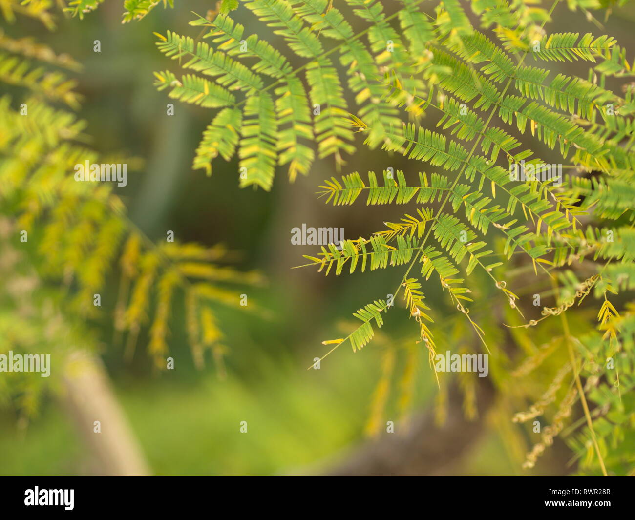 Leucaena leaf , Green Leaf Background, Green Concept for Organic Life Stock Photo