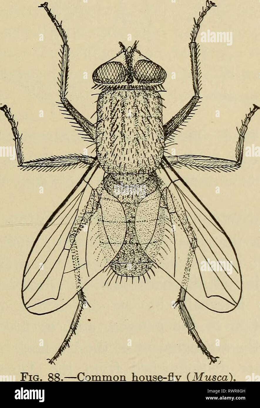Elements of comparative zoology (1904 Stock Photo Alamy