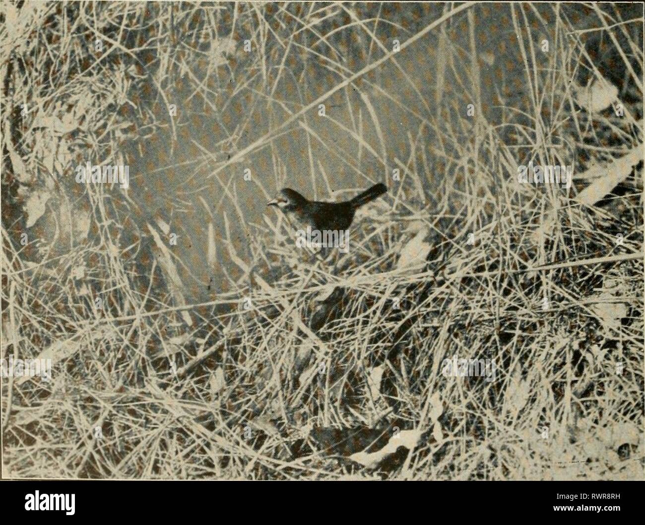 The Emu official organ Stock Photo Alamy