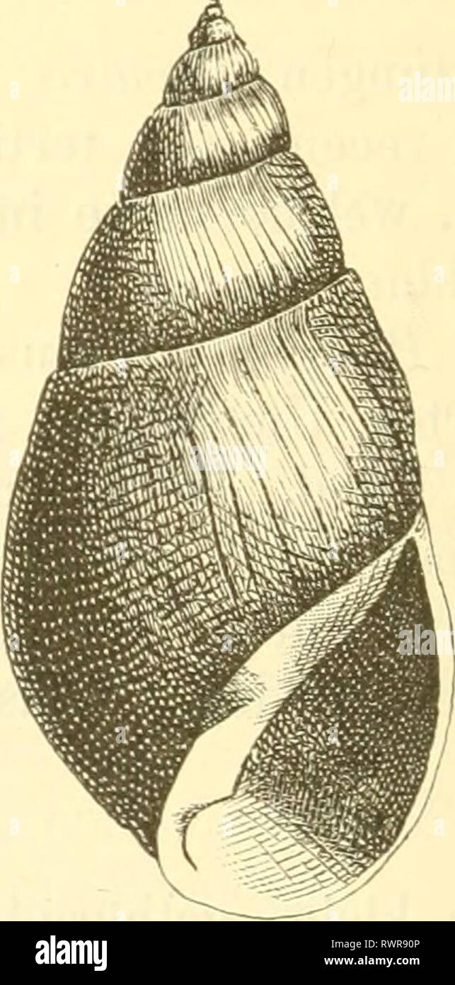 Arculatus hires stock photography and images Alamy