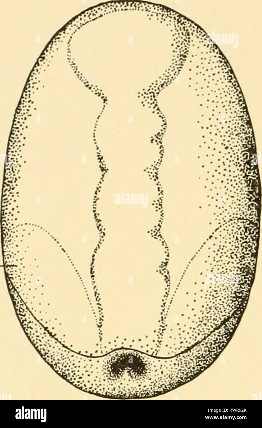 Embryology of insects and myriapods; Embryology of insects and myriapods; the developmental history of insects, centipedes, and millepedes from egg desposition [!] to hatching embryologyofinse00joha Year: 1941  272 EMBRYOLOGY OF INSECTS AND MYRIAPODS dorsoventral flattened sack, one wall of which is the embryo, the other the amnion. At first the amnion and the embryo show a similar cell structure except at the posterior end at the point of invagination. There the amniotic cavity runs out into two furrows (Fig. 202), the inner wall of the invagination representing the prolongation of the amnion Stock Photo
