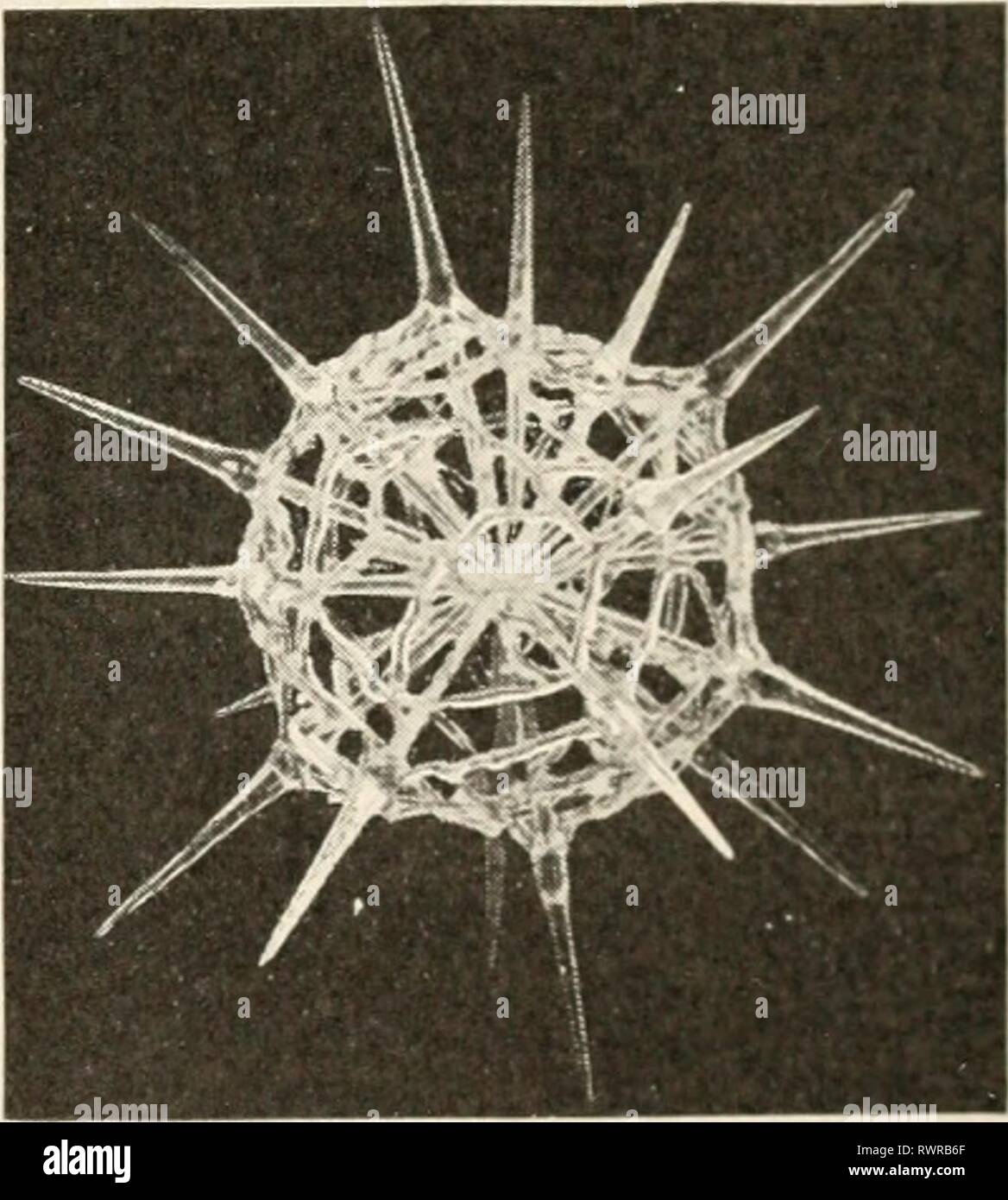 Elements of biology; a practical Elements of biology; a practical text-book correlating botany, zoology, and human physiology elementsofbiolog00hunt Year: [c1907]  PROTOZOA 183 The amoeba, like other one-celled organisms, reproduces by the process of fission. A single cell divides by splitting into two others, each of which resembles the parent cell except that they are of less bulk. When these become the size of the parent amoeba, they in turn each divide. This is a kind of asexual repro- duction. When conditions unfavorable for life come, the amoeba, like some one-celled plants, encysts itse Stock Photo