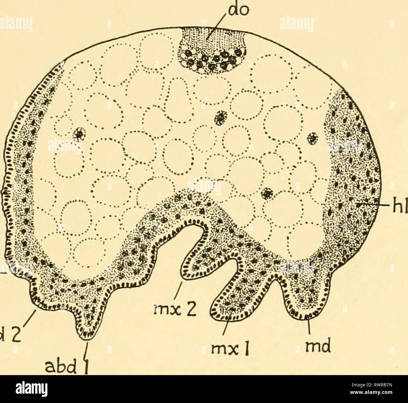 Embryology of insects and myriapods; Embryology of insects and myriapods; the developmental history of insects, centipedes, and millepedes from egg desposition [!] to hatching embryologyofinse00joha Year: 1941  OLIGOENTOMATA AND APTILOTA 173 merited, three divisions posterior to the tubus ventralis usually being visible, while at the posterior end the beginning of the proctodaeum is    Fig. abd4— abd3- mx I ma abd' 79.—Isotoma. Longitudinal section, {abd) Abdominal rudiments, {do) Dorsal organ, {hi) Head lobe, {md) Mandible, (mx) Maxillae. evident. The stomodaeum, which made its appearance a s Stock Photo