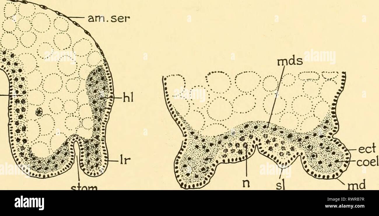 Embryology of insects and myriapods; Embryology of insects and myriapods; the developmental history of insects, centipedes, and millepedes from egg desposition [!] to hatching embryologyofinse00joha Year: 1941  Fig. abd4â abd3- mx I ma abd' 79.âIsotoma. Longitudinal section, {abd) Abdominal rudiments, {do) Dorsal organ, {hi) Head lobe, {md) Mandible, (mx) Maxillae. evident. The stomodaeum, which made its appearance a short time before, has lengthened, the apex of the invagination reaching the yolk (Fig. 80), the inner layer being absent at this point. Both in front of and behind the stomodaeum Stock Photo