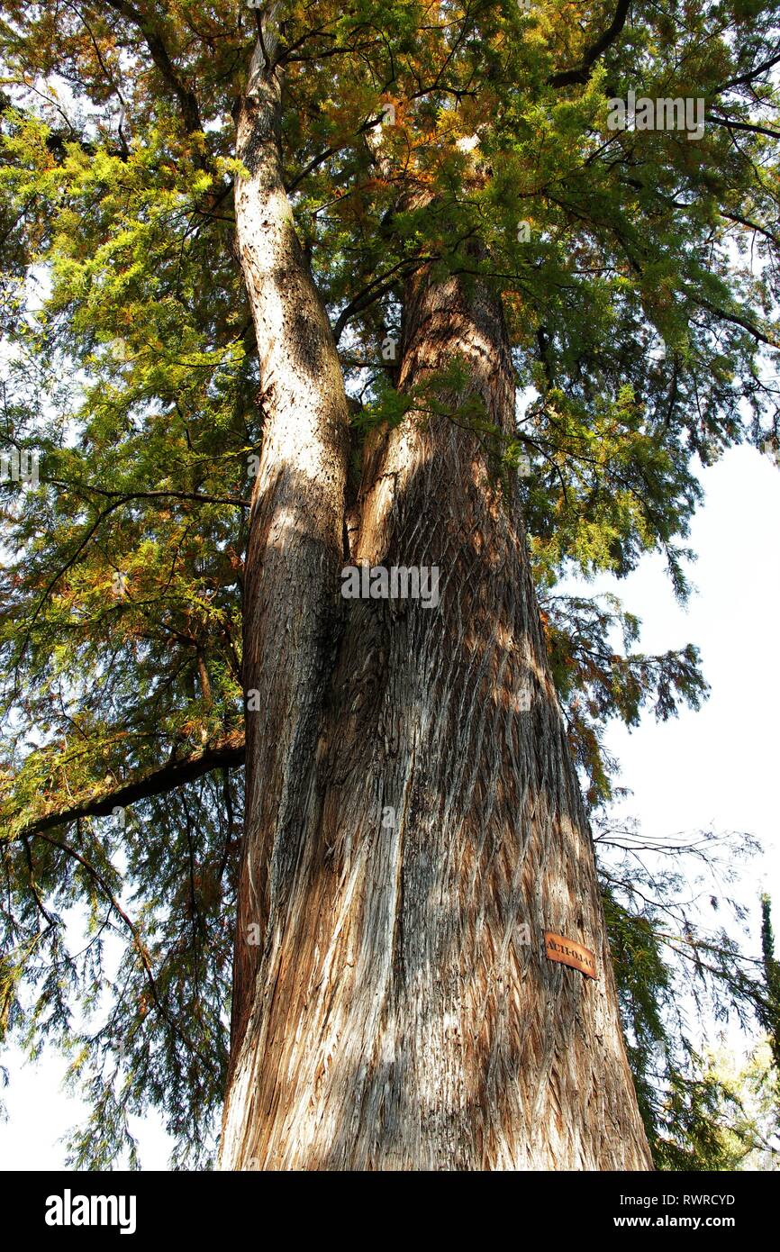 Taxodium mucronatum. Ahuehuete tree. Stock Photo