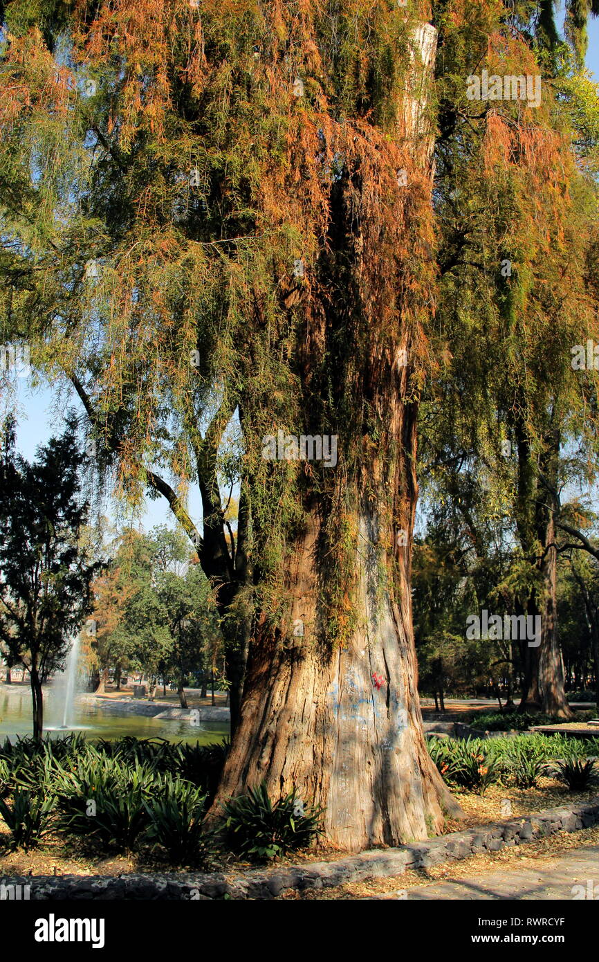 Taxodium mucronatum. Ahuehuete tree. Stock Photo