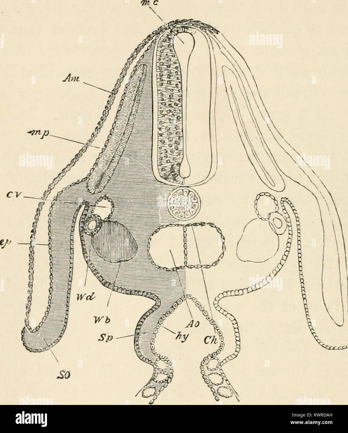 The elements of Embryology (1889) The elements of Embryology elementsofembryo00fostuoft Year: 1889  188 THE THIRD DAY. Fig. 65. [criAP    J Section through the Dorsal Region of an Embryo Chick. AT the end of the Third Day. Am. amnion, m.p. muscle-plate. C. V. cardinal vein. Ao. dorsal aorta. The section passes through the point where the dorsal aorta is just commencing to divide into two branches. Ch. notochord. W. d. AVolihan duct. W. b. commencing differentiation of the mesoblast cells to form the Wolffian body. cp. epiblast. SO. somatopleure. Sp. splanchno- pleure. hi/, hypoblast. The secti Stock Photo