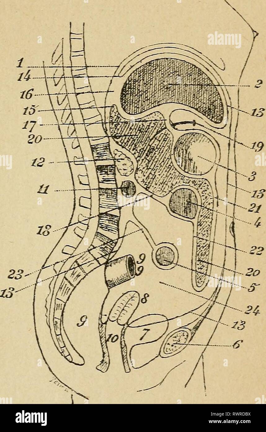 Eléments d'anatomie et de physiologie Stock Photo Alamy