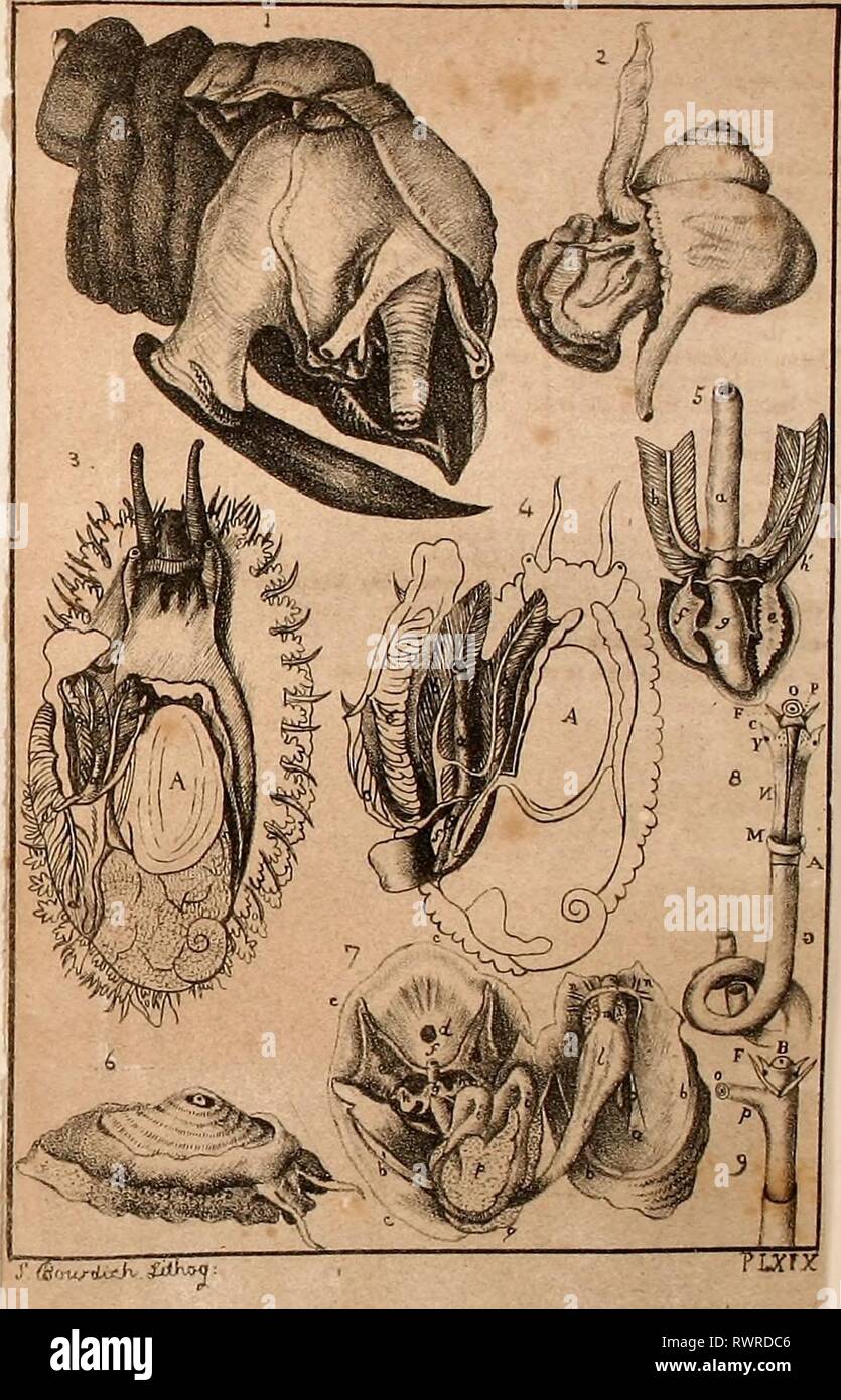 Elements Of Conchology Including Elements Of Conchology Including The Fossil Genera And The Animals Elementsofconcho00bowd Year 12 Plate Xix 1 Stwmbus I Ugilis 2 Murcx Saxatilis 3 Halyoil S Vulgaris Its Shell Taken