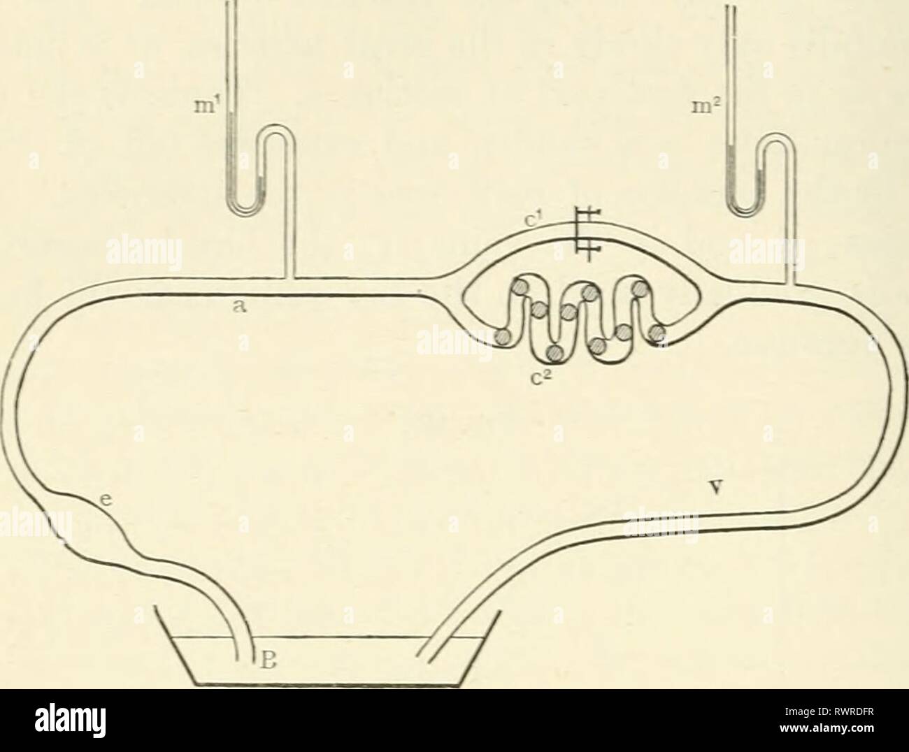 Elements of human physiology (1907) Elements of human physiology elementsofhumanp05star Year: 1907  198 PHYSIOLOGY tube (a) with a tube (c-) ^vhich is packed with sponges to represent the peripheral resistance in the capillaries. From the distal end of (c-) a tube (v) serves to conduct the lluid Fig. 100.    Diagram of artificial circulation schema. back to the basin. To side branches of (a) and (v) two mercurial manometers (m' and m-) are connected, and these are arranged to write one below the other on the smoked surface of a kymograph. Another route for the fluid from (a) to (v) is aflbrded Stock Photo