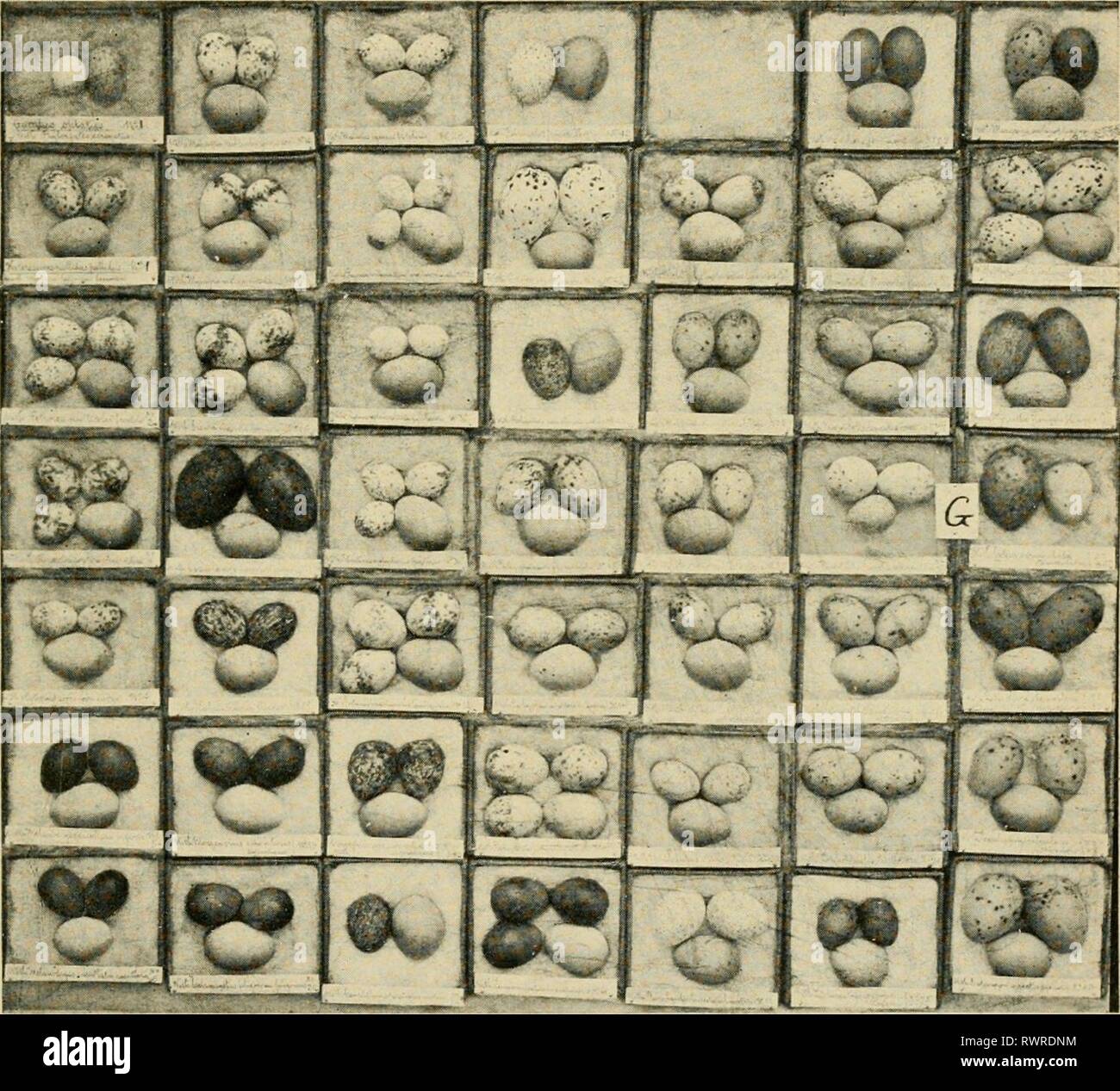 The Emu official organ Stock Photo Alamy