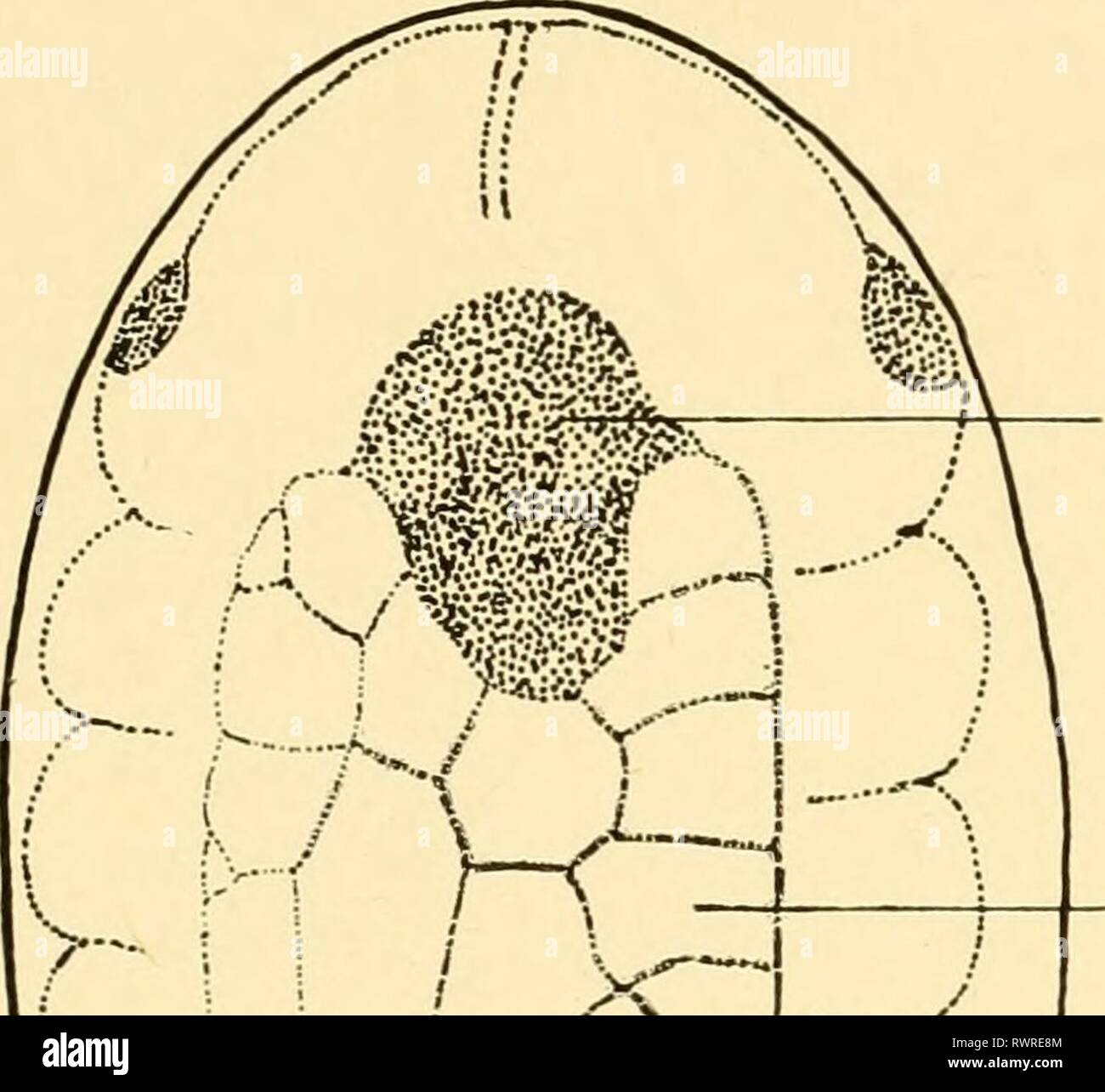 Embryology of insects and myriapods Stock Photo Alamy