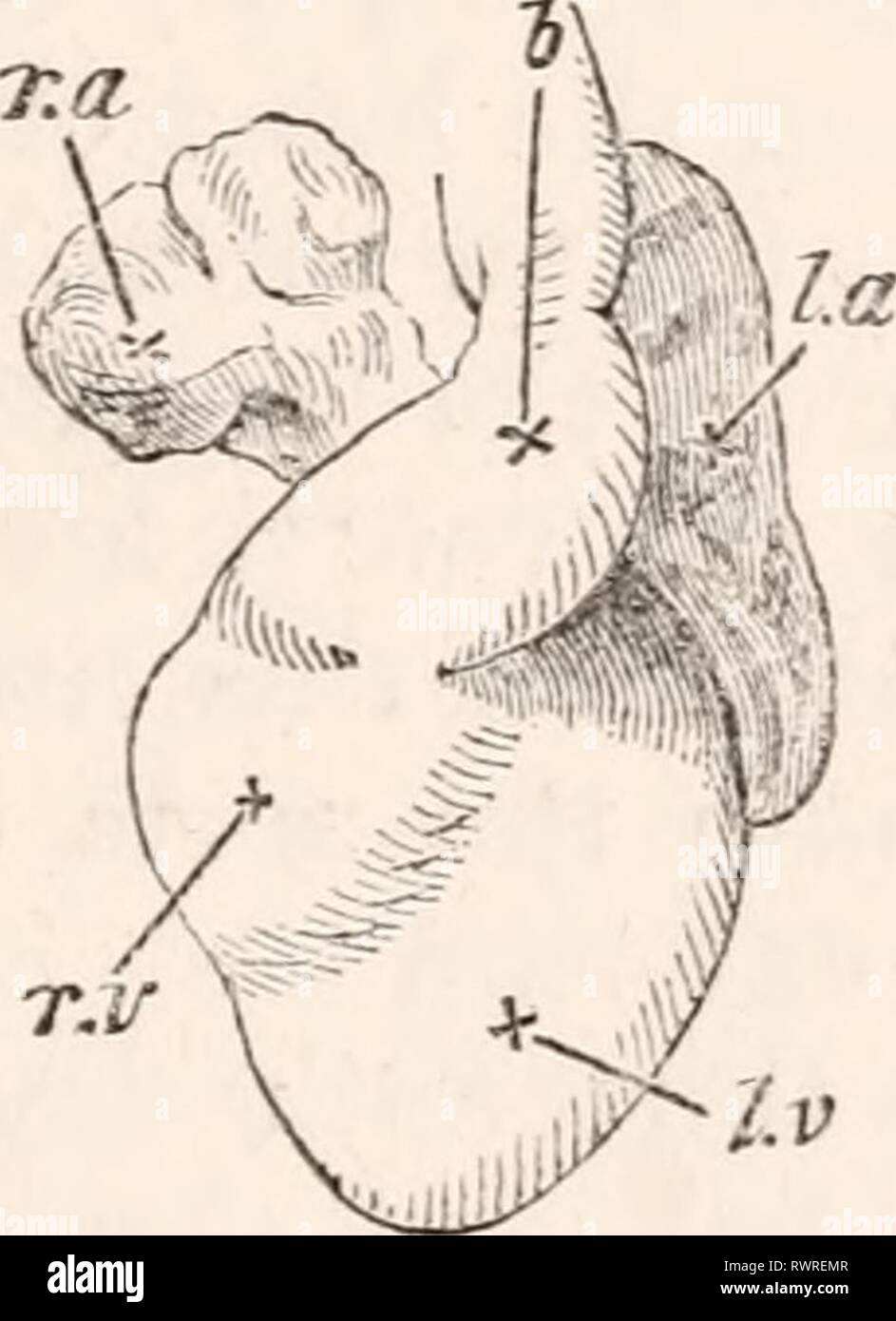 The elements of embryology (1874) The elements of embryology ...