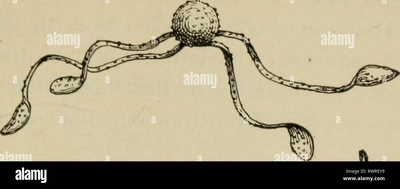 Elementary botany (1898) Elementary botany elementarybotany00atki Year: 1898  Fig. 235. Spore oi equisetum ,ith elaters coiled up. Fig. 236. Spore of equisetum with elaters un- coiled. vided with numerous branches. If we ex- amine the stem of this shoot, and of the branches, we will see that the same kind of leaves are present and that the markings on the stem are similar. Sinee the leaves of the horsetail are membranous and not green, the stem is green in color, and this per- forms the function of carbon conversion. These green shoots live for a great part of the season, building up material Stock Photo