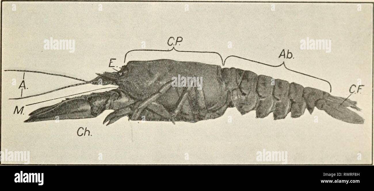 Cambarus hi-res stock photography and images - Page 2 - Alamy