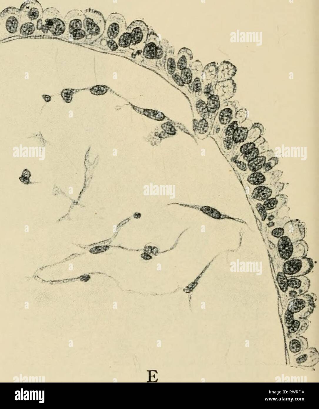 experimental embryology definition biology