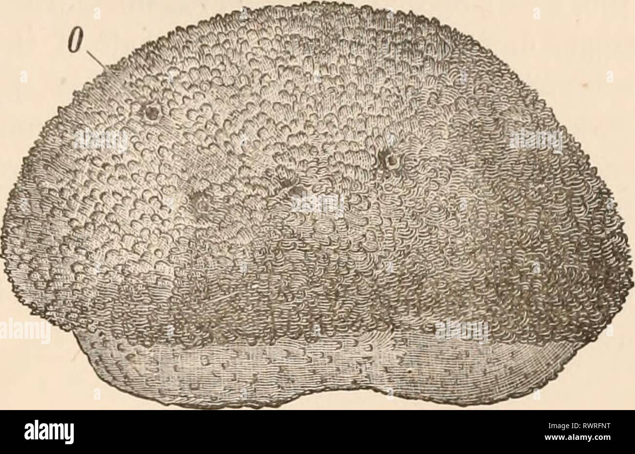 Calcareous Sponges High Resolution Stock Photography And Images Alamy Calcareous Sponges High Resolution Stock Photography And Images Alamy