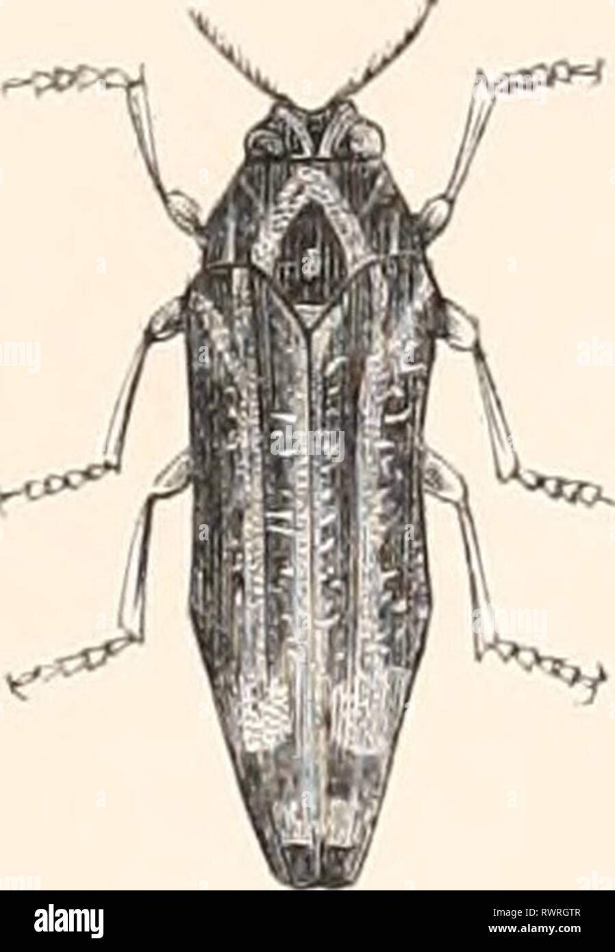 Encyclopédie d'histoire naturelle; ou, Traité Encyclopédie d'histoire naturelle; ou, Traité complet de cette science d'après les travaux des naturalistes les plus éminents de tous les pays et de toutes les époques: Buffon, Daubenton, Lacépède, G. Cuvier, F. Cuvier, Geoffroy Saint-Hilaire, Latreille, De Jussieu, Brongniart, etc. etc encyclopdiedhi09chen Year: [1850?-1861?]  I*'i-^ 4. — Uuprusti.s l'i'hiijuliii'ii IM ±h VX'S. Ô. — SIfitoijaster hmliu' Stock Photo