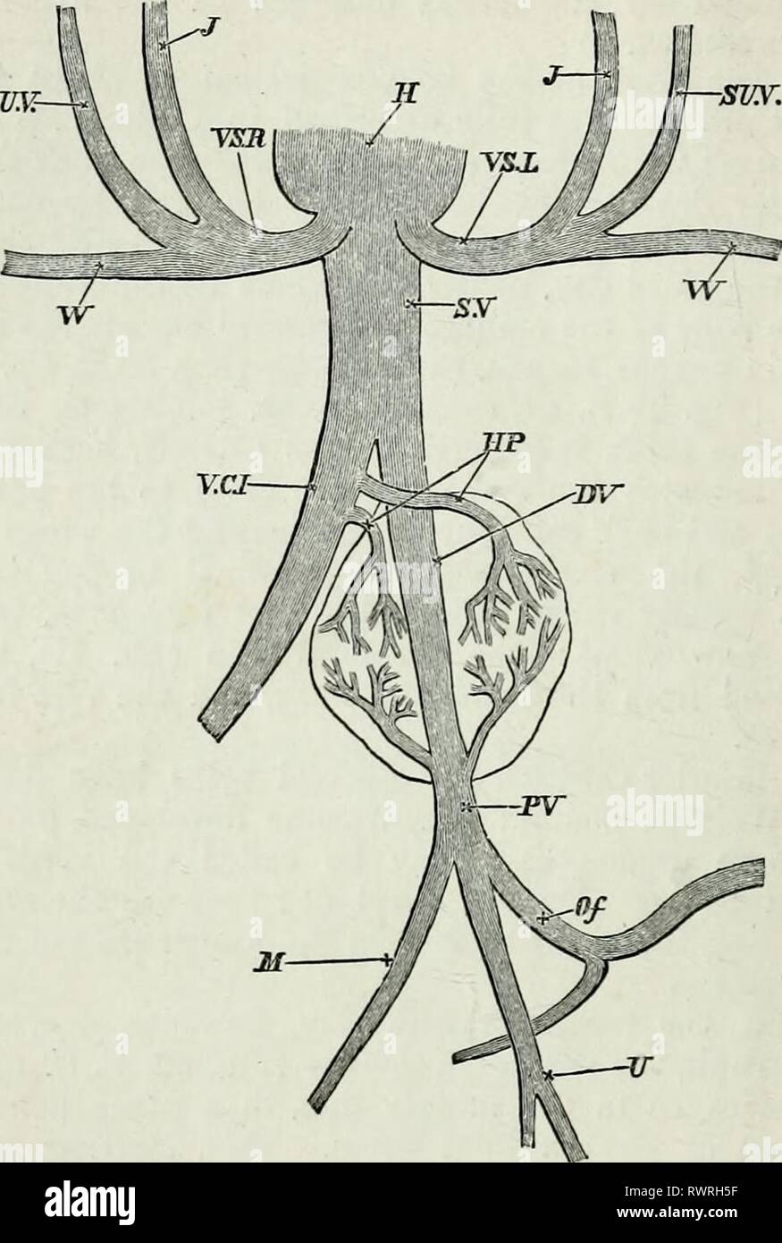 Ductus venosus hi-res stock photography and images - Alamy